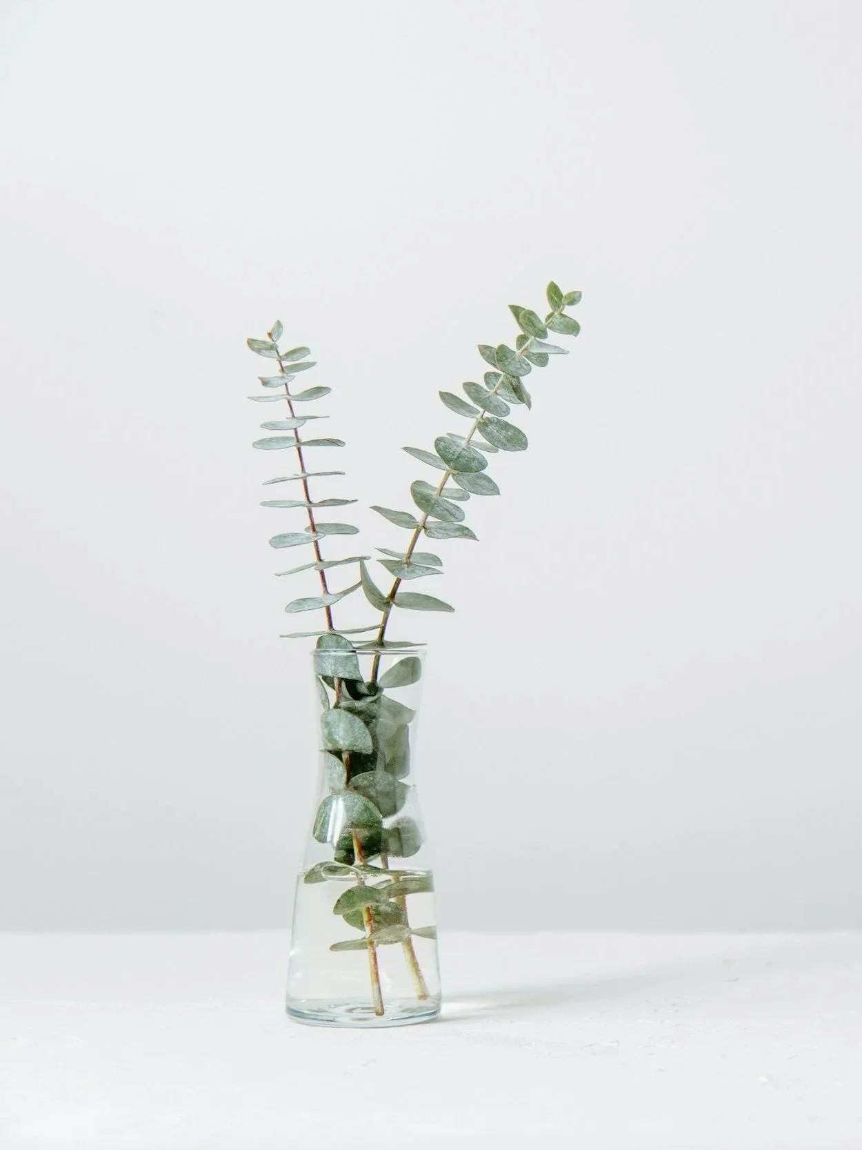 Branch arranged in a vase