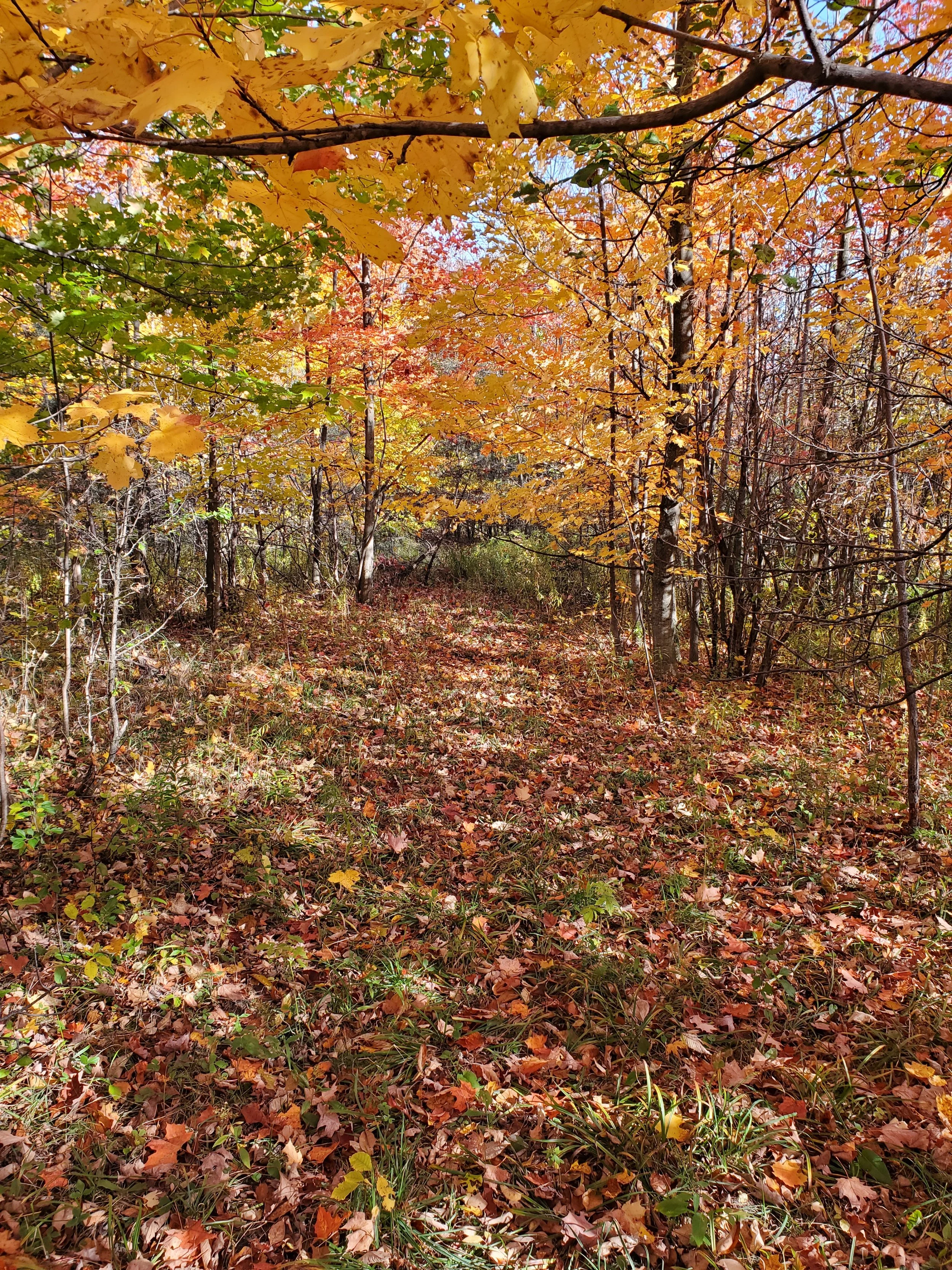 A forest trail blanketed with fallen autumn leaves, surrounded by trees with orange and yellow foliage, and sunlight filtering through the branches.