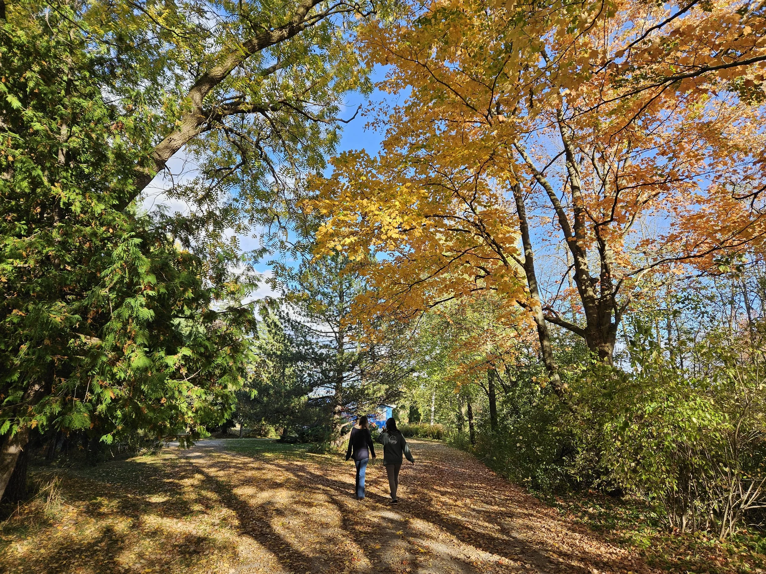 Two people walking on a dirt path through a park with trees in autumn colors, yellow and orange leaves, under a partly cloudy blue sky.