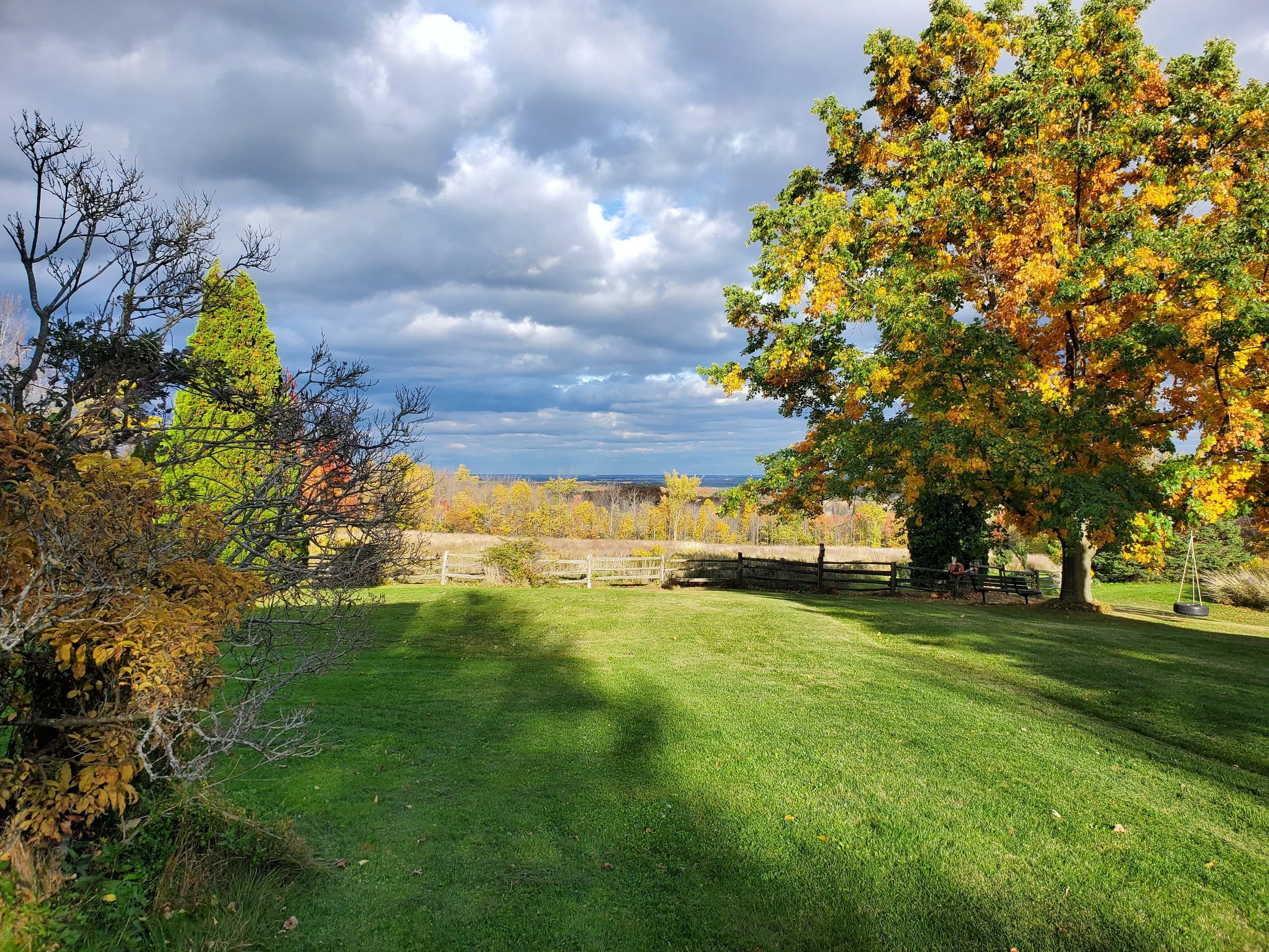 A sunny backyard with green grass, a wooden fence, and large trees with green and yellow leaves, under a partly cloudy sky.