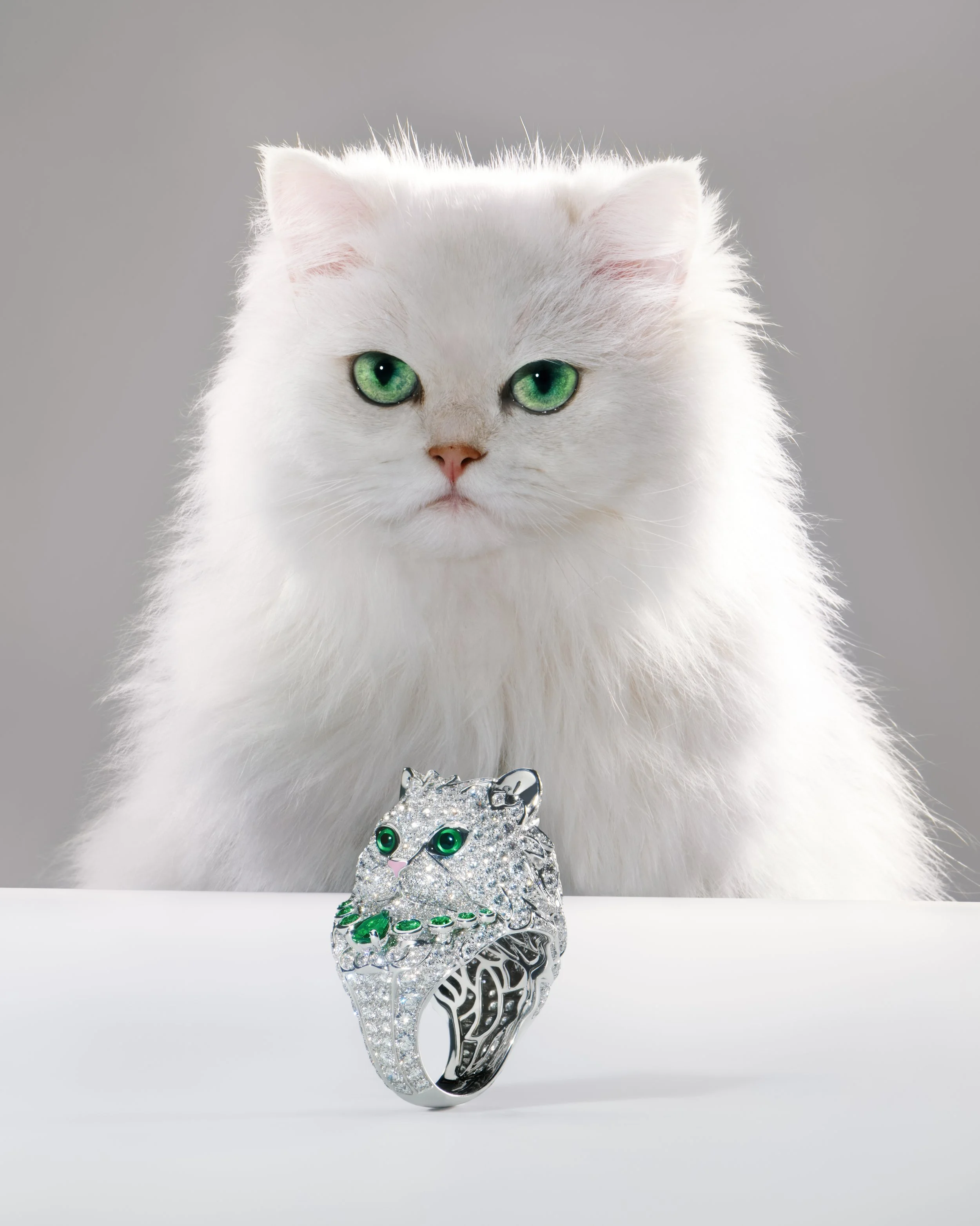 MSF03_SHOT_04_CAT_074_V6_OP1_4x5_HR.jpg