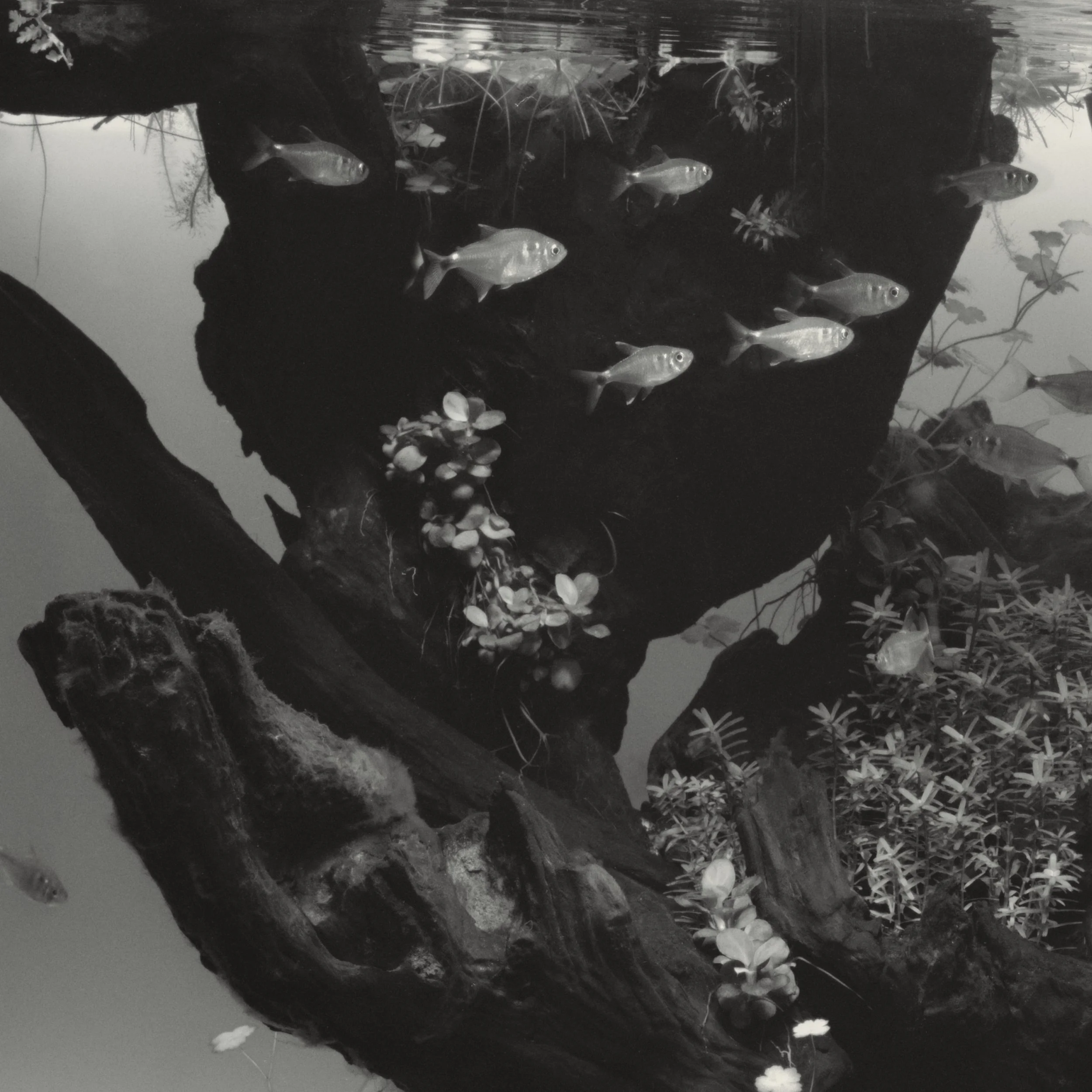Aquarium