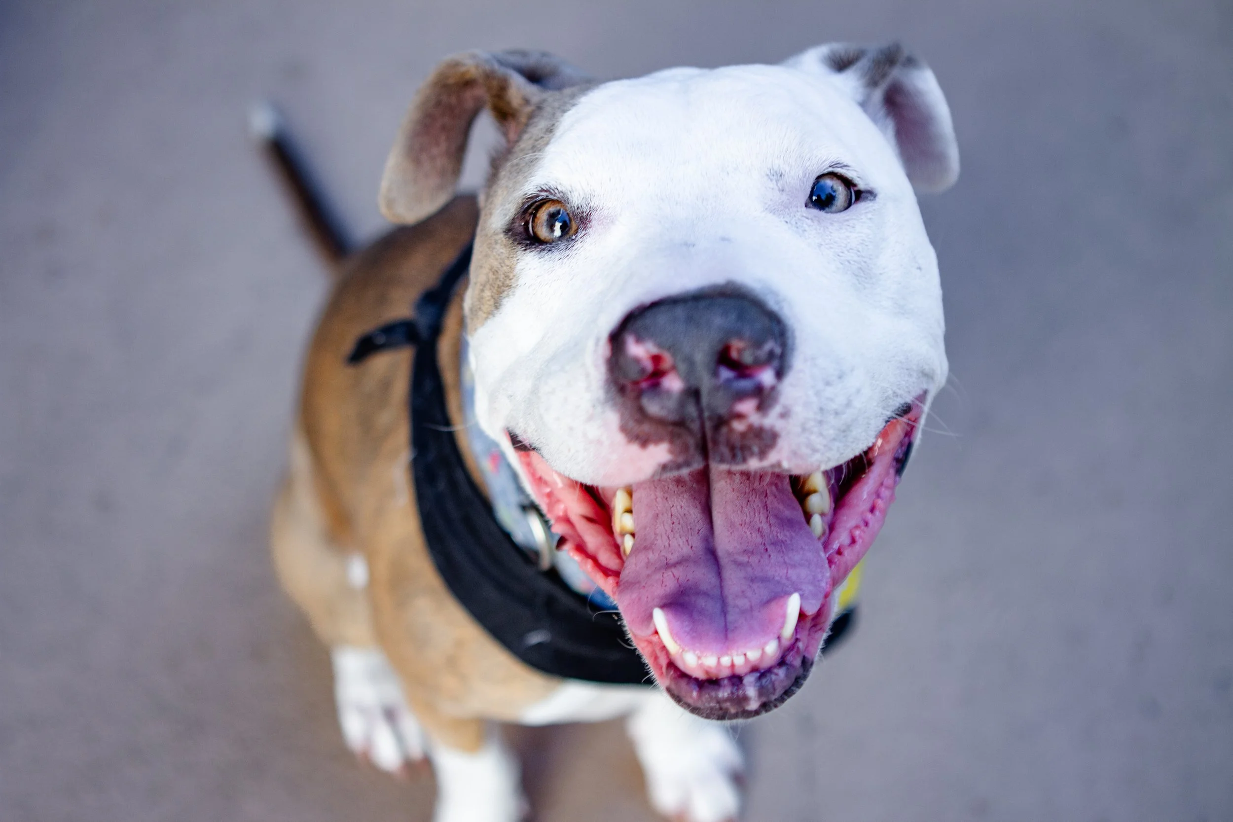 Brindle brown and white pitbull dog smiling with happy eyes