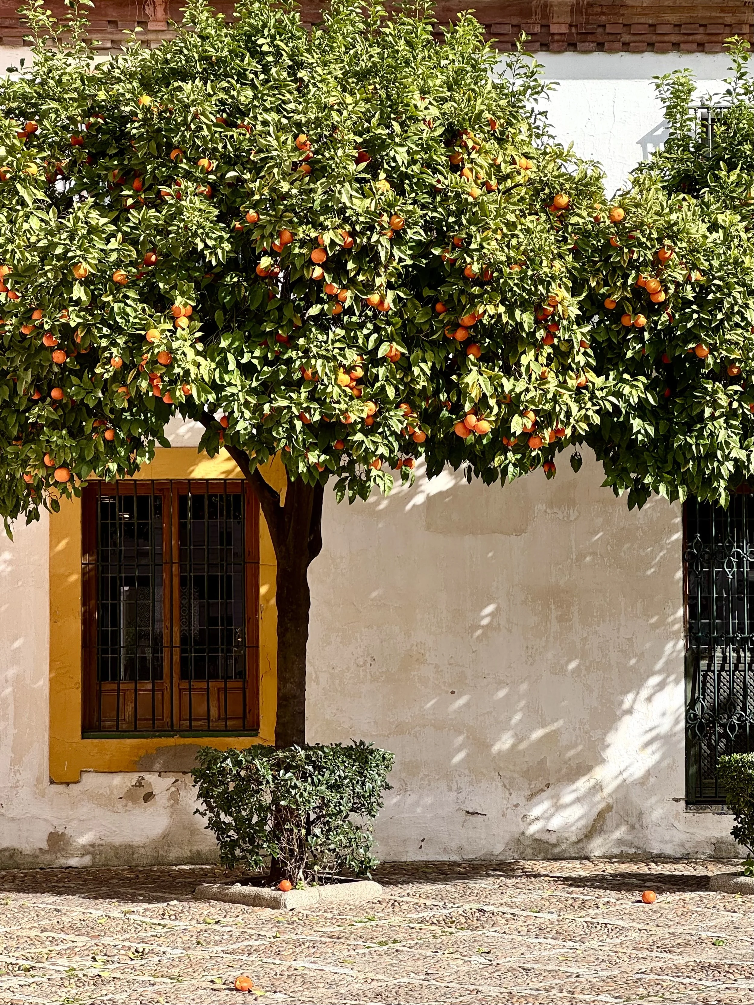 A citrus tree with orange and yellow fruits growing in front of a building with a yellow window and barred door, with a small bush underneath and fallen oranges on the cobblestone ground.