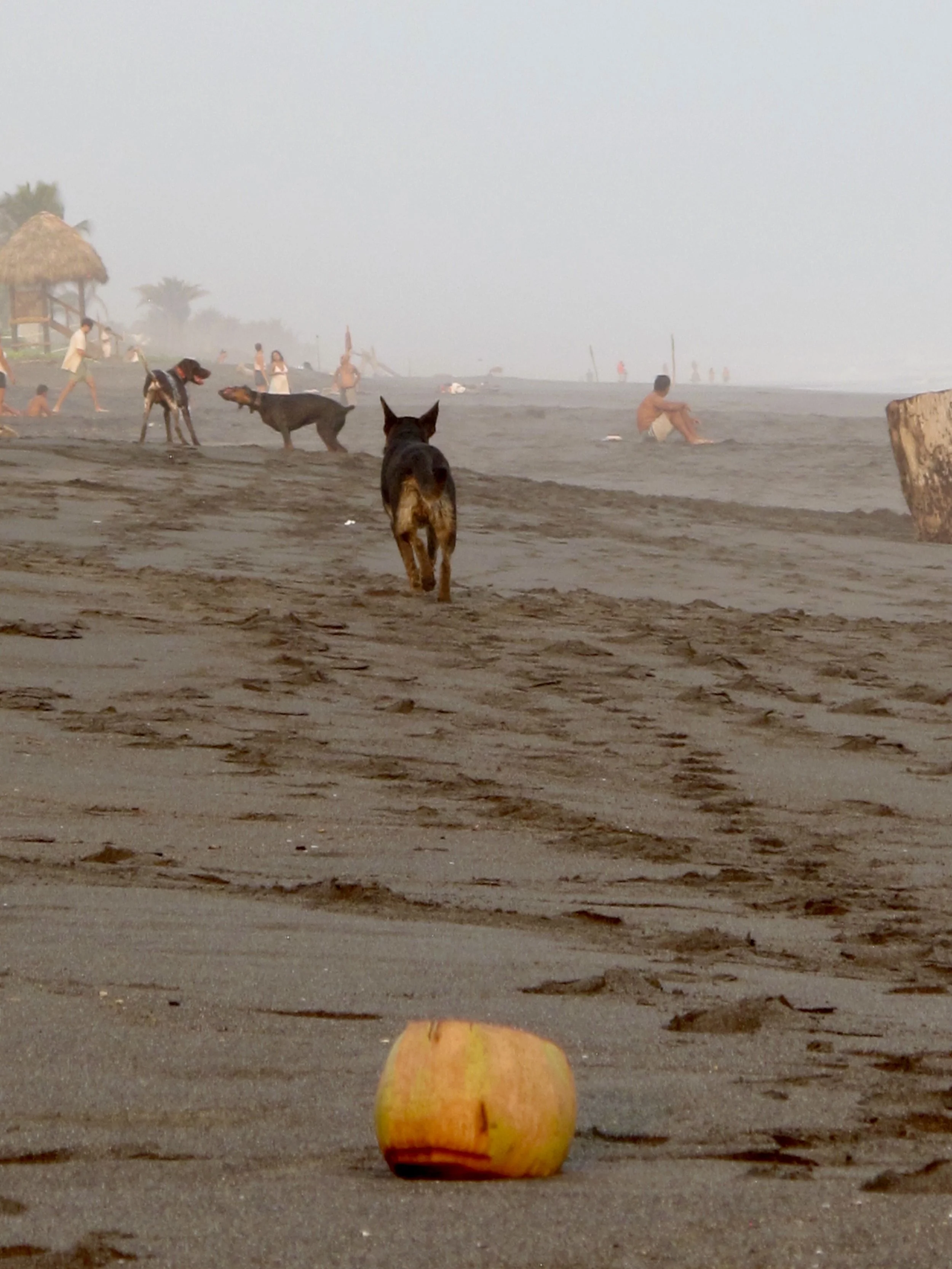 A pumpkin placed on the beach with people and dogs in the background, some sitting and some playing, shrouded in fog.