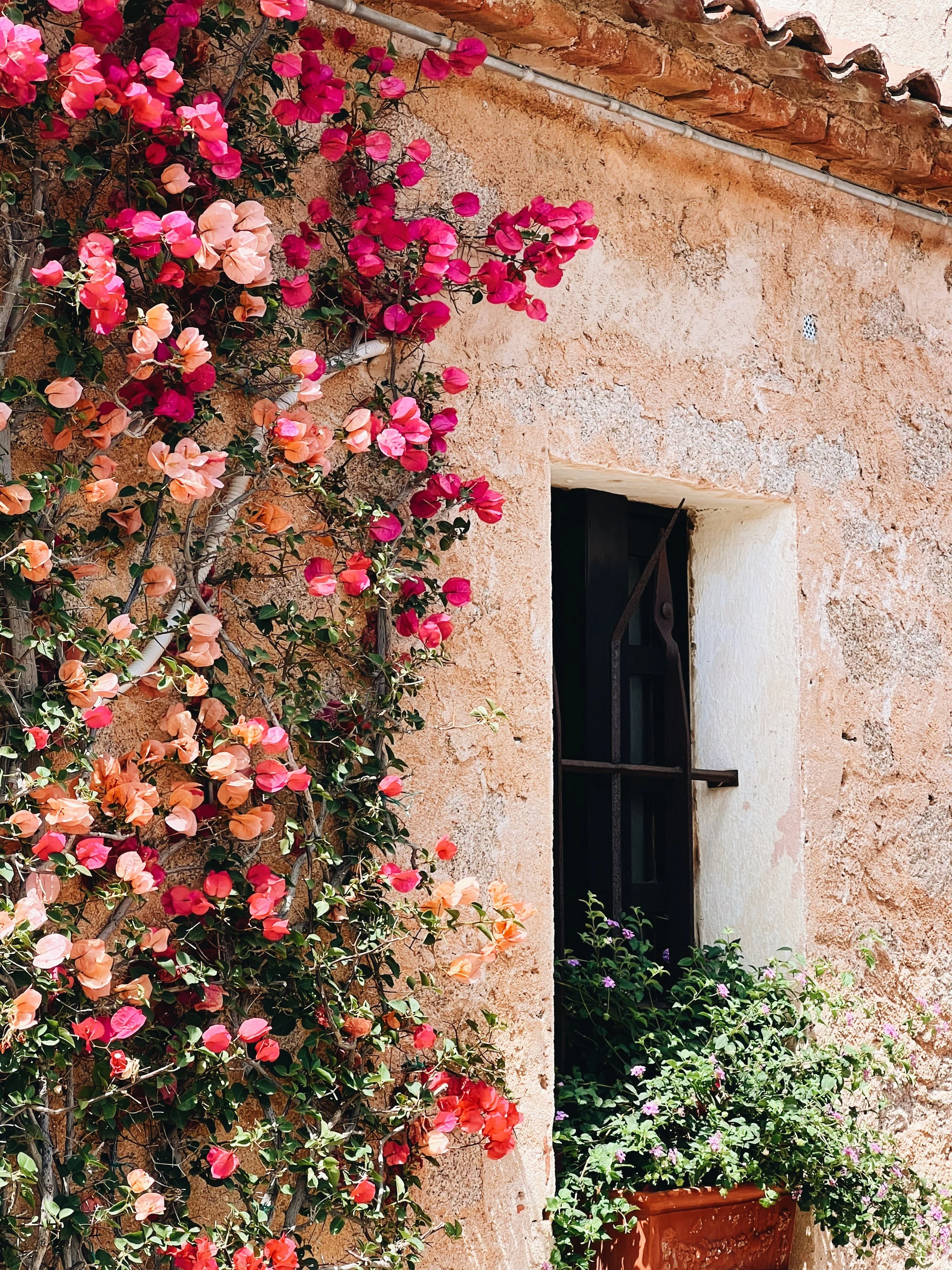 A wall with pink and peach bougainvillaea flowers climbing on it, an open window with black bars, and potted plants with purple and white flowers in the foreground.