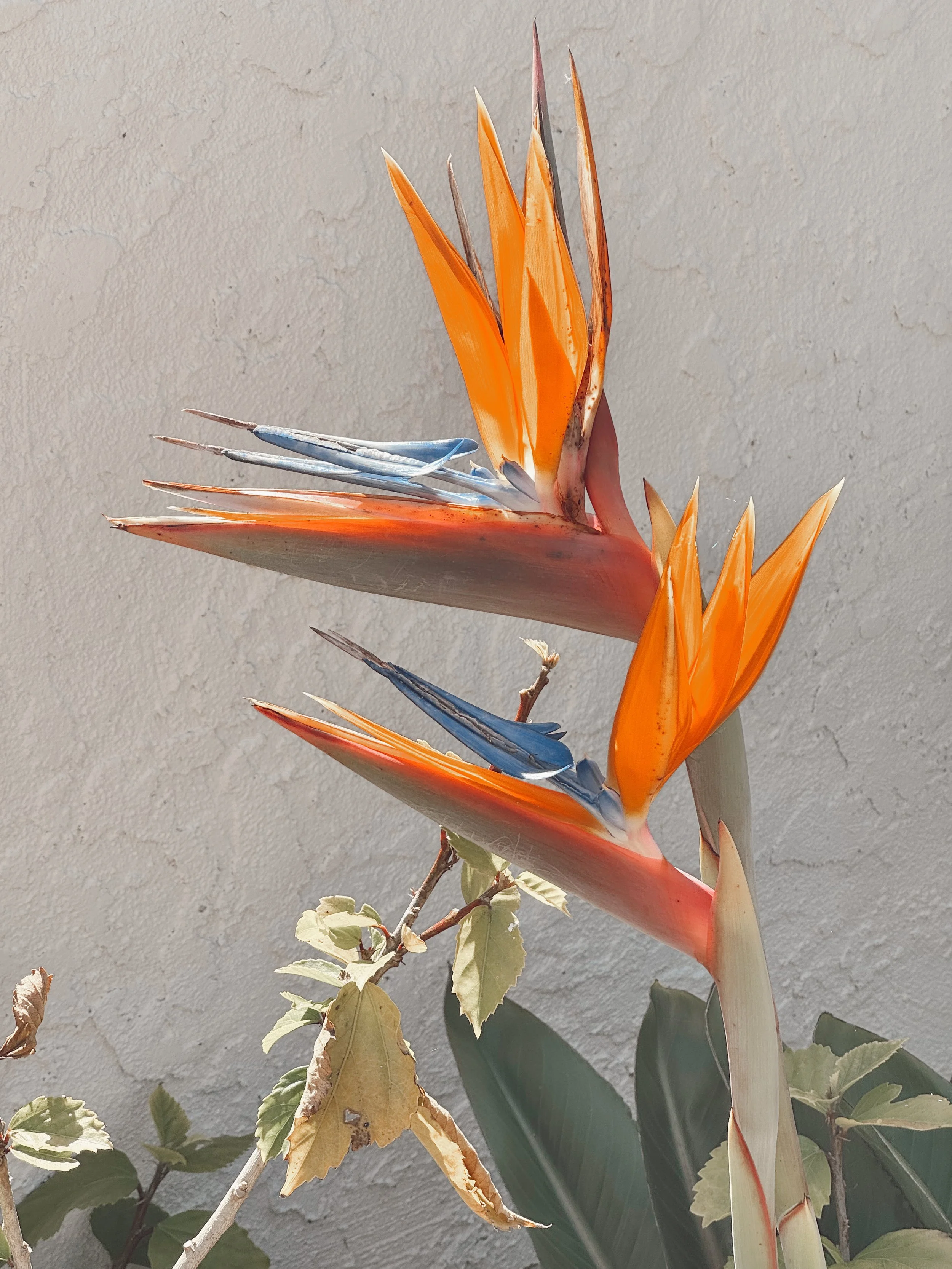 A colorful bird of paradise flower with orange and blue petals growing next to green and yellow leaves and a gray wall in the background.