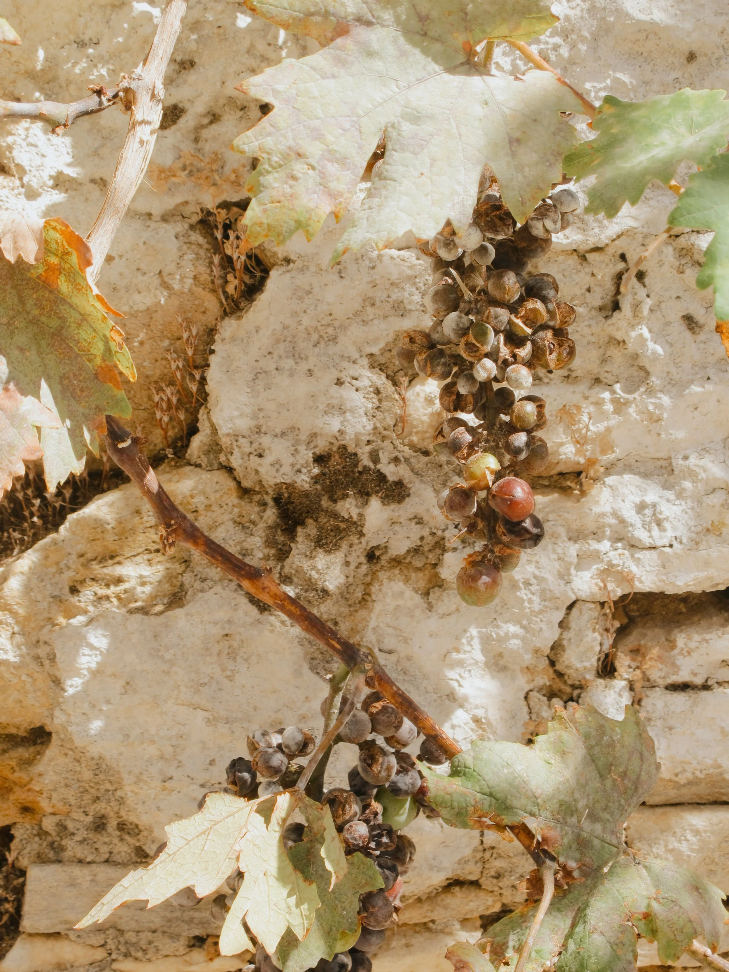 A close-up view of a bunch of grape berries hanging on a vine with green and yellow leaves, growing against a light-colored stone wall.