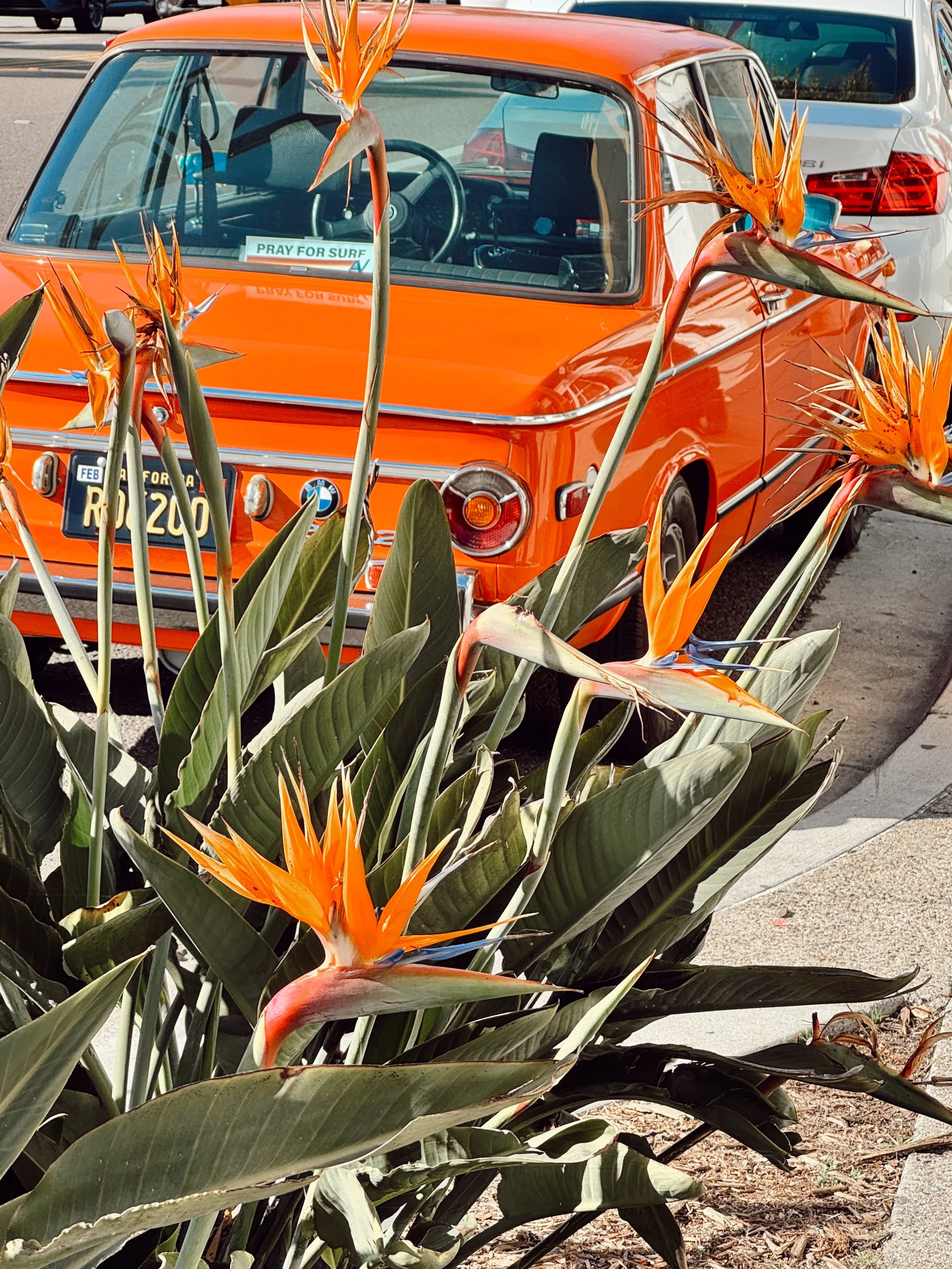 Orange car parked in a lot, partially obscured by tall green leaves and orange bird-of-paradise flowers in the foreground.