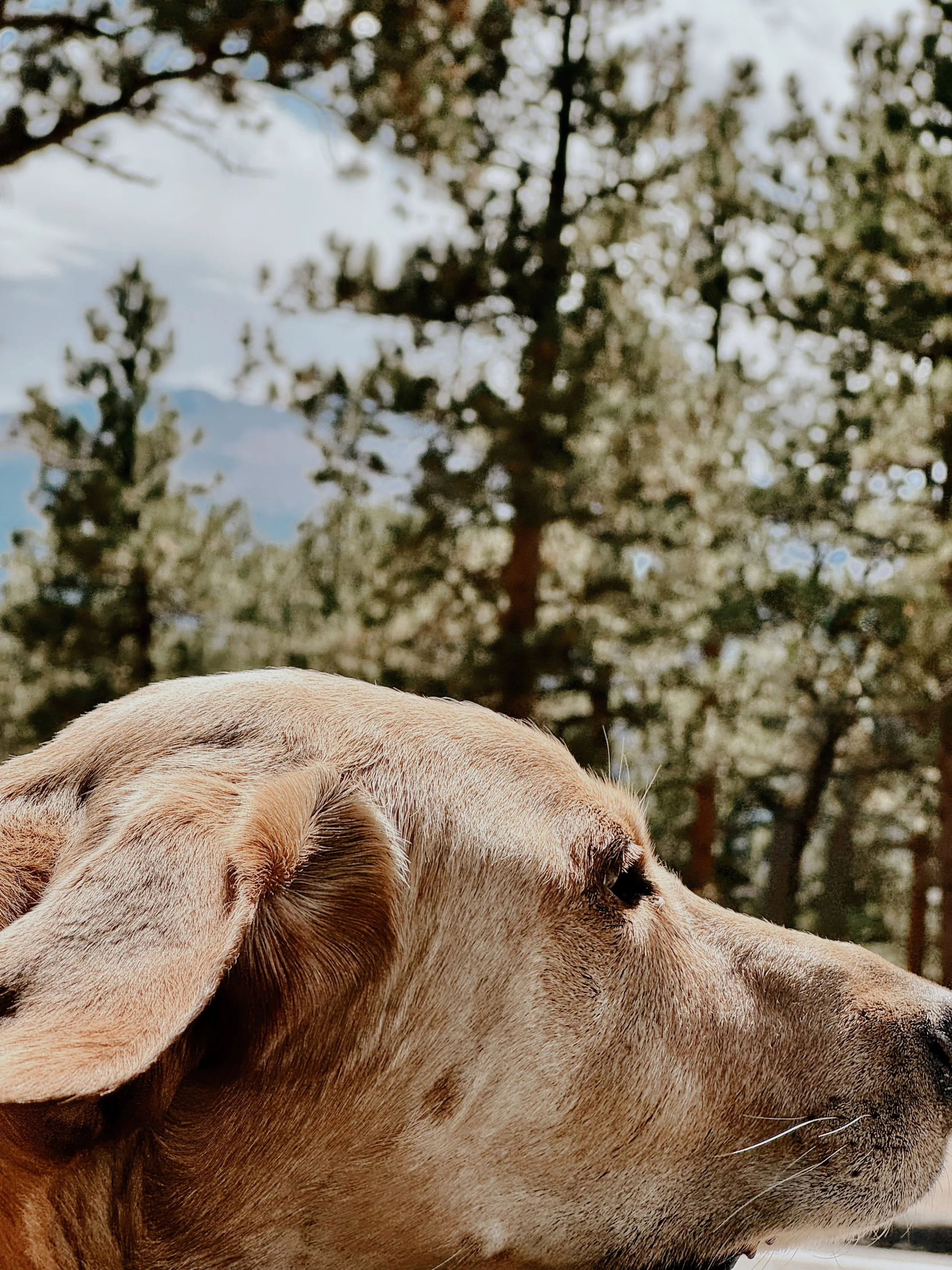 Close-up of a tan dog with floppy ears resting outdoors with trees and a cloudy sky in the background.
