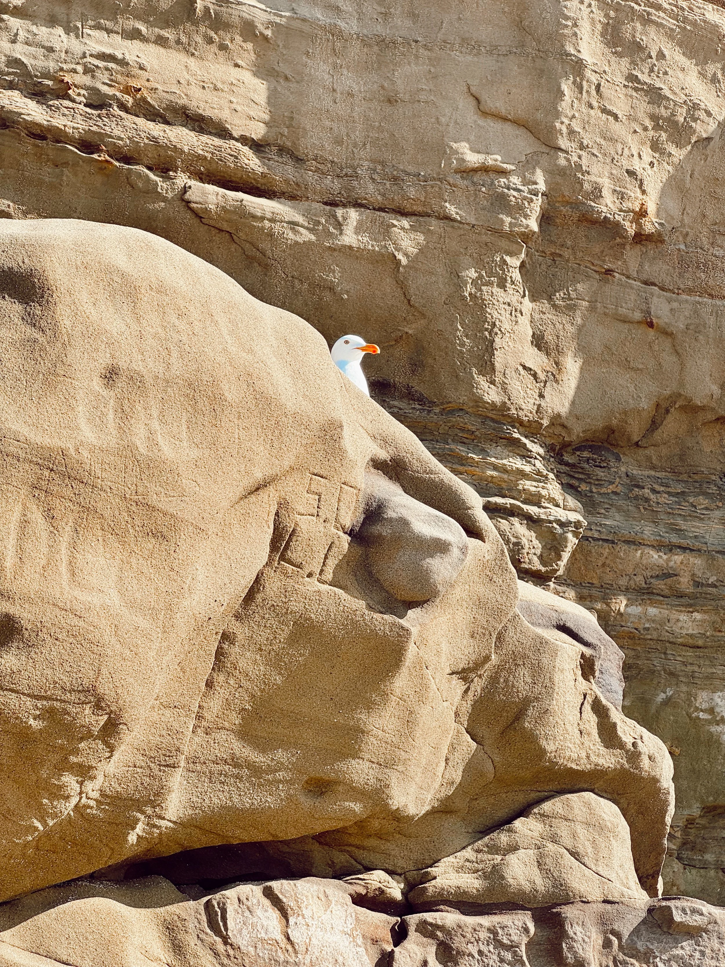A seagull peeking from behind tan-colored rocks and boulders, with rough, textured surfaces and some layered formations.