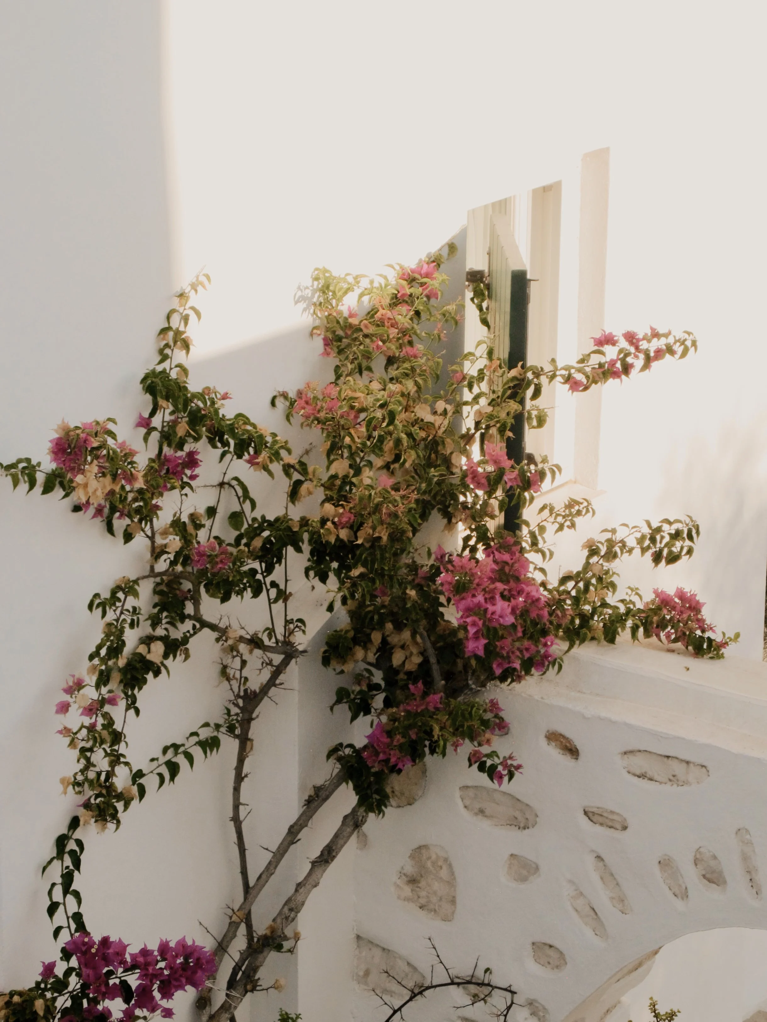 A flowering bougainvillea plant growing against a white wall with small, irregularly shaped openings and a window.