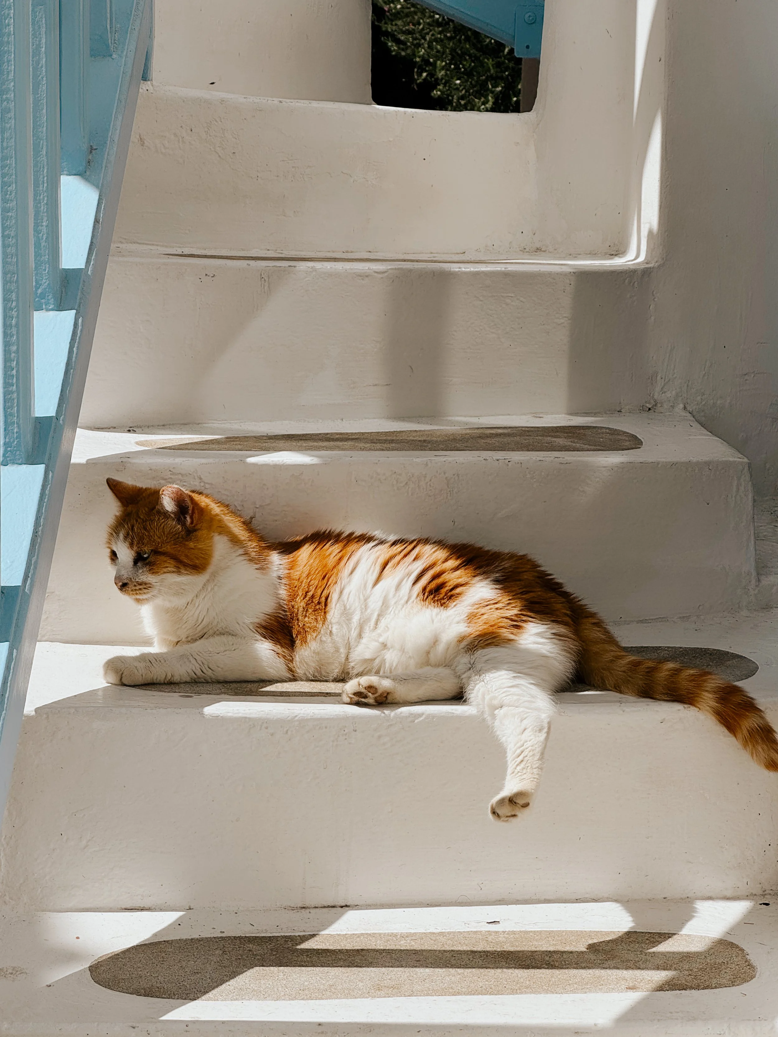 A calico cat with orange, black, and white fur lying on white stairs, partially in shadow, outdoors with trees in the background.