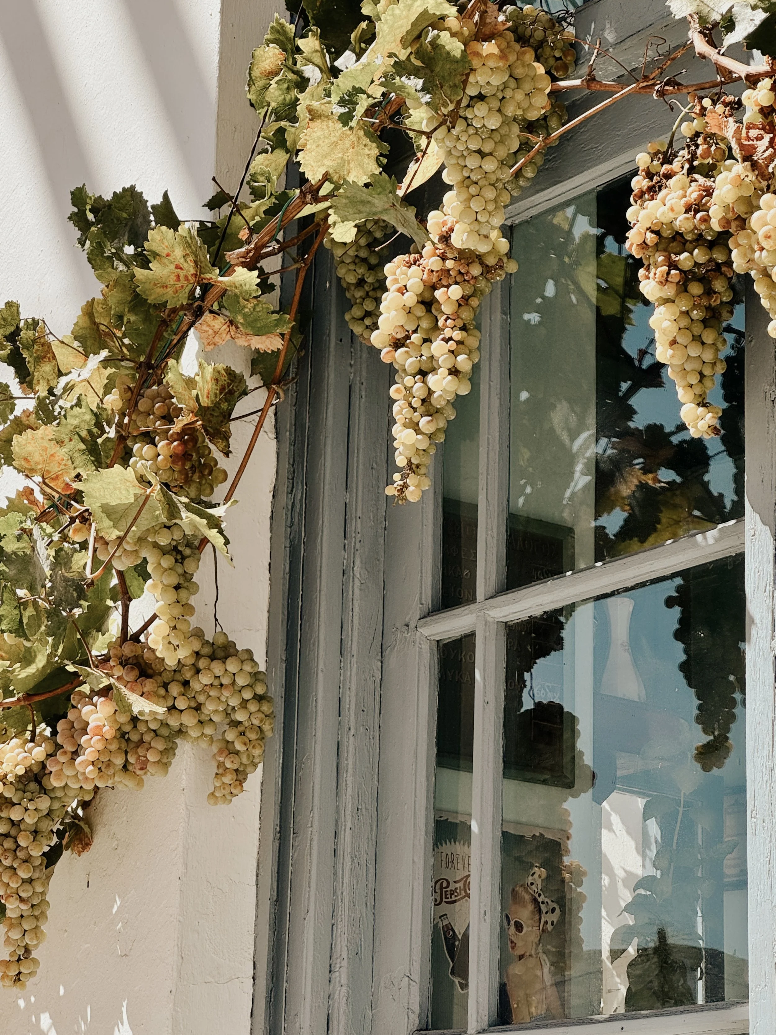 A window with wooden trim and a flower box filled with bunches of white and pink grapes growing over a white wall. The window has multiple small panes and reflects trees and a blue sky.