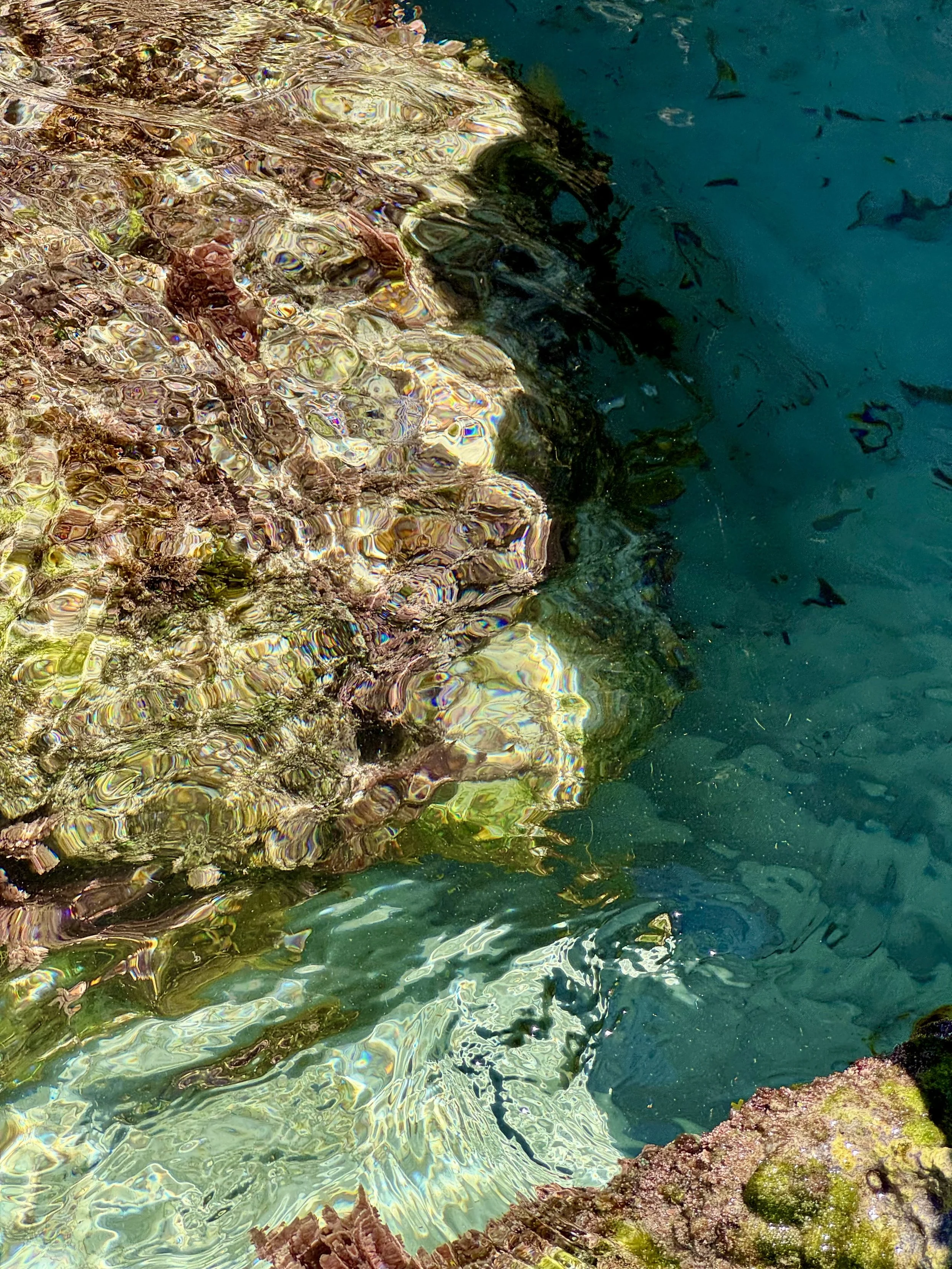 Clear water with swimming fish and colorful coral reef beneath the surface.