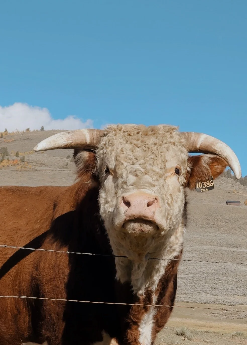 A close-up of a brown and white cow with large horns, standing behind a barbed wire fence in a rural landscape under a blue sky with a few clouds.