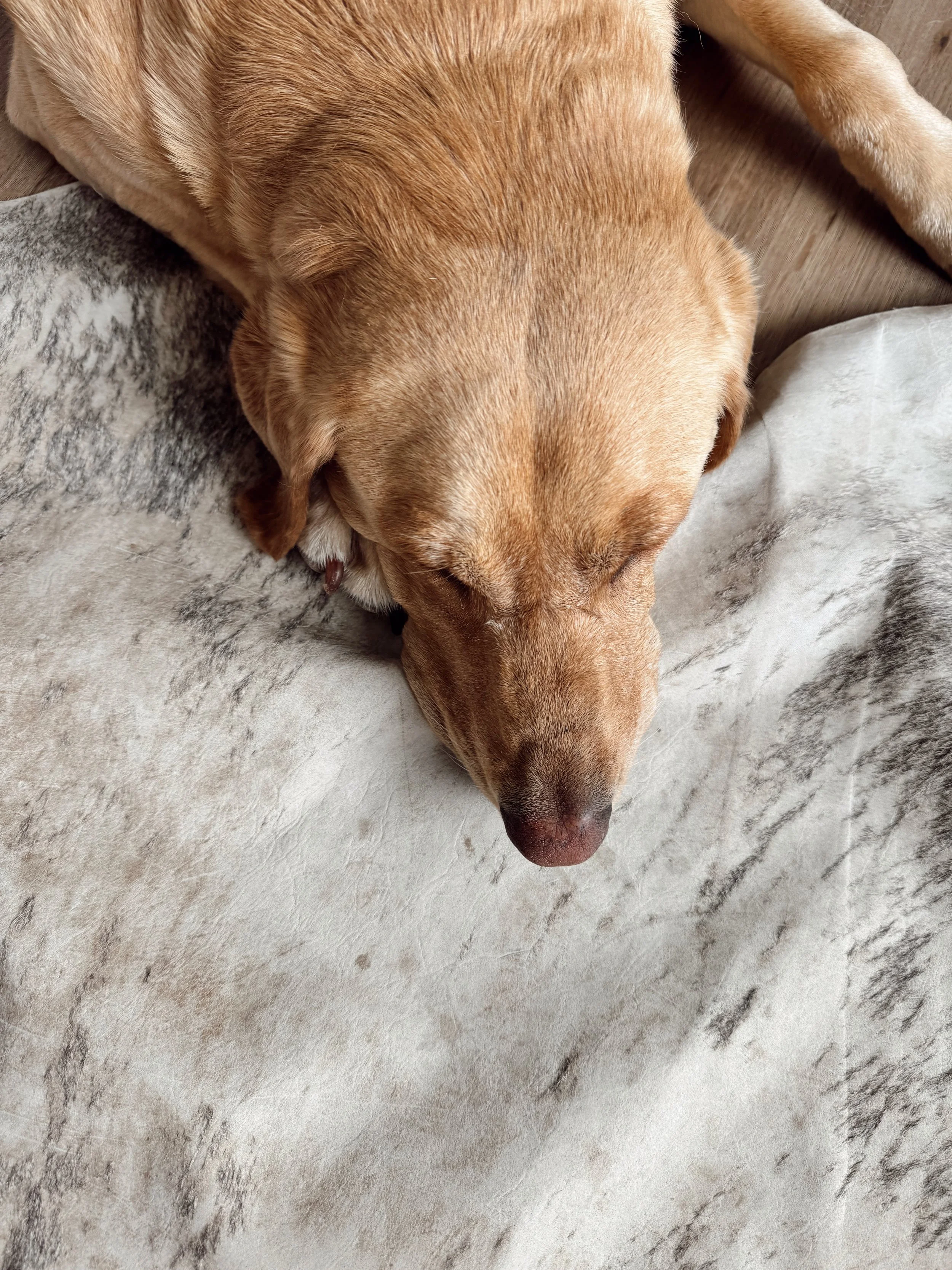 A brown dog lying down on a textured surface with a gray and white pattern, possibly a blanket or rug.