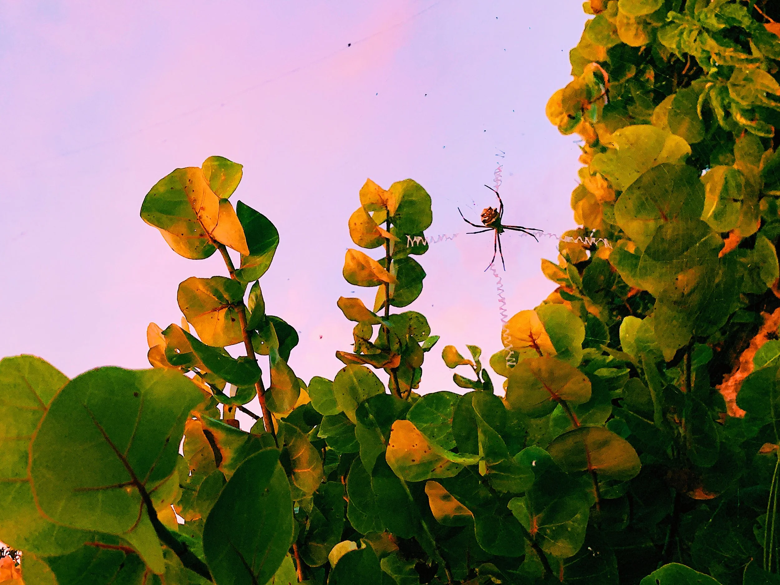 A spider hanging from a web above green and yellow leaves against a pastel pink and purple sky.