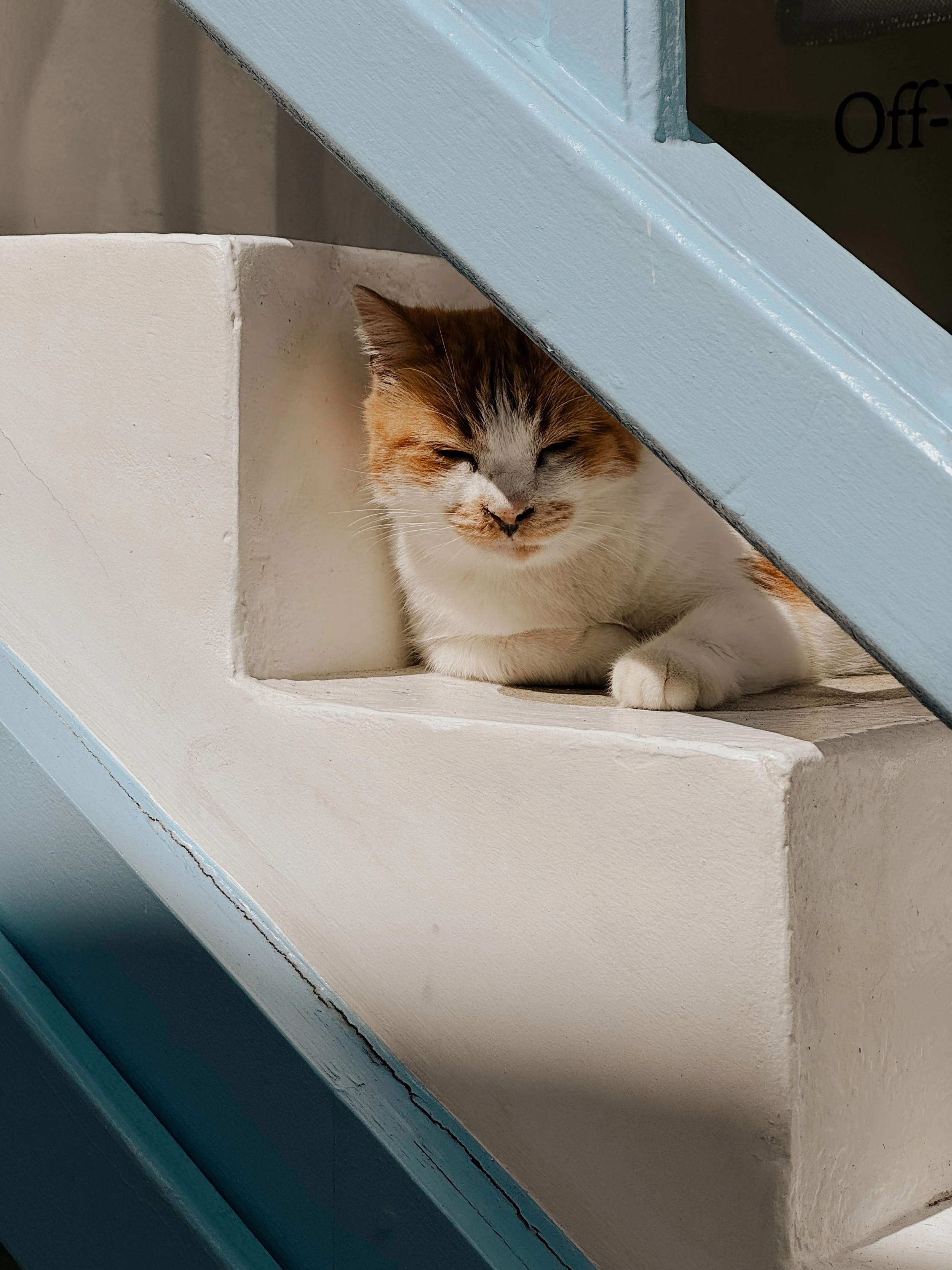 Close-up of a calico cat resting under a blue wooden staircase, with a white wall behind it.