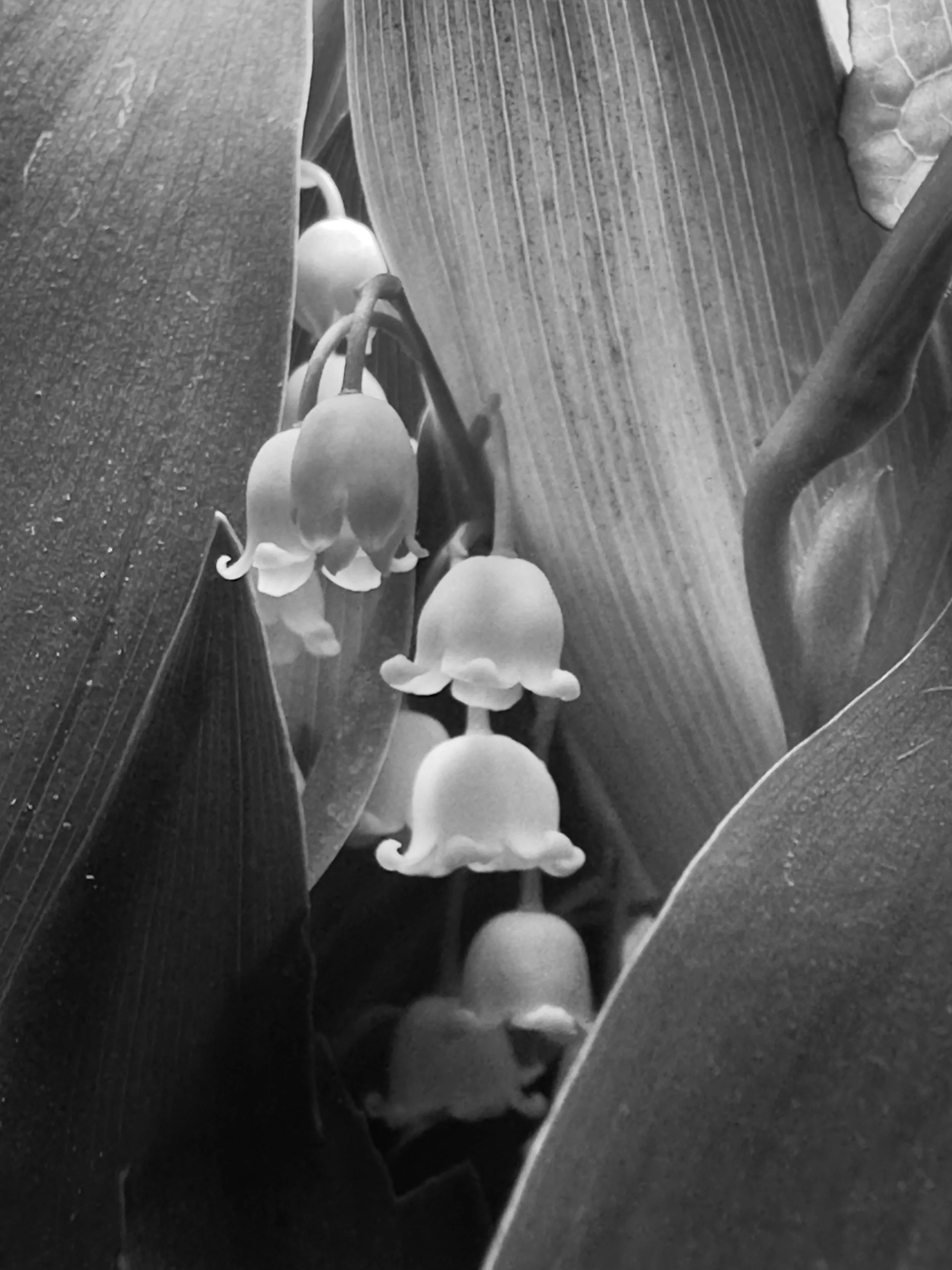 PhotoCollectionB&W (8 of 9).jpg