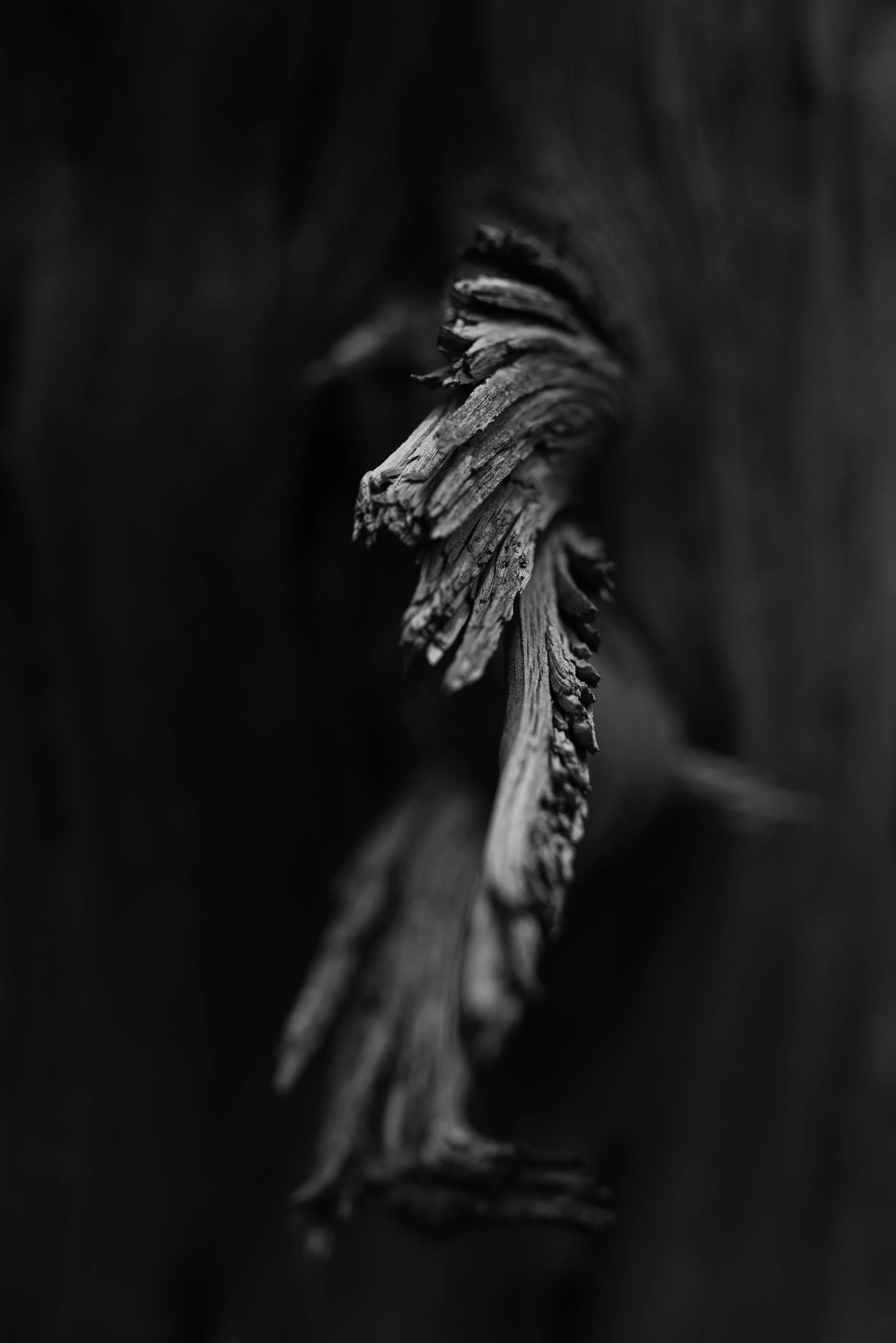 Durango (18 of 69).jpg