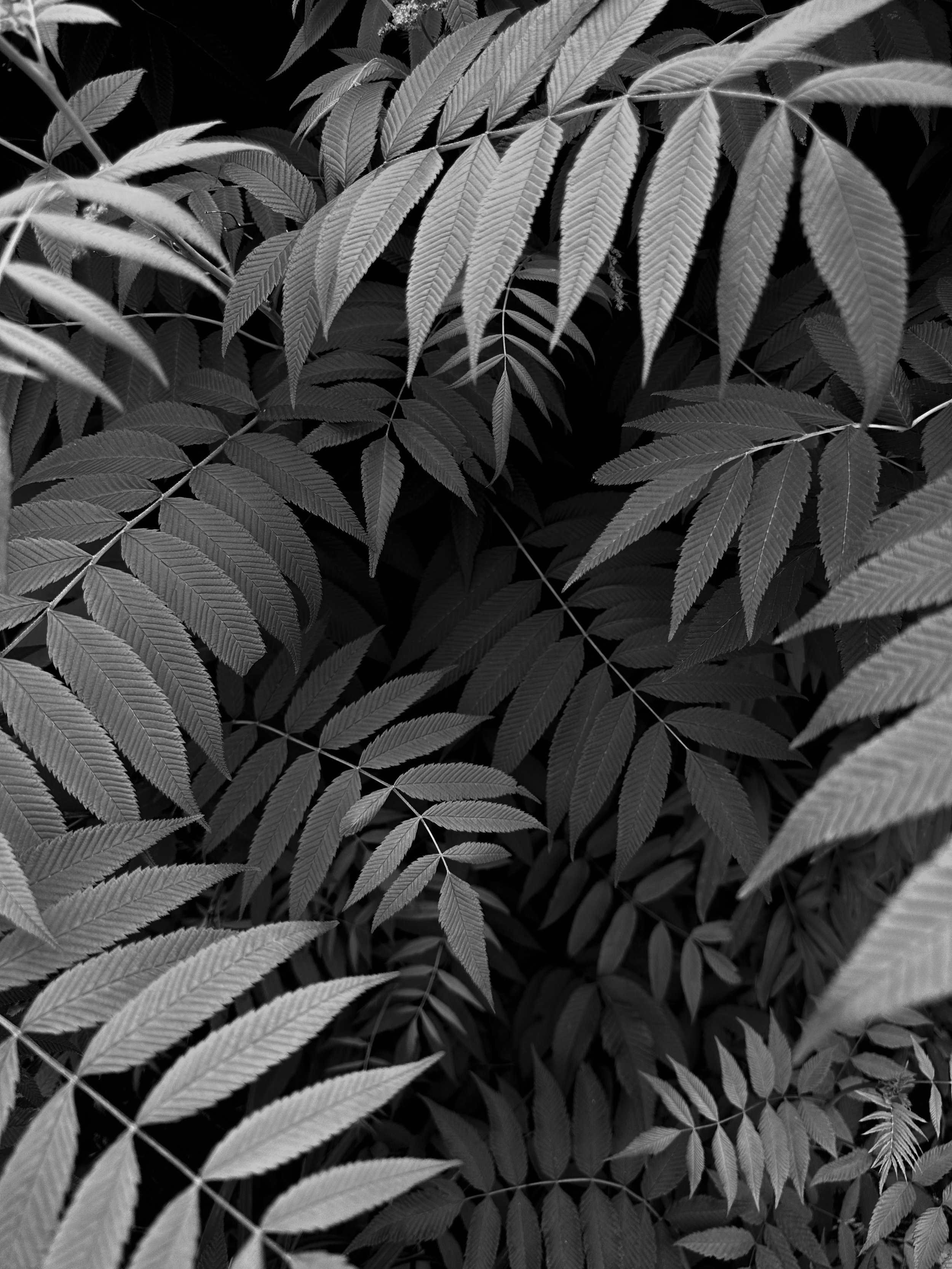PhotoCollectionB&W (1 of 9).jpg