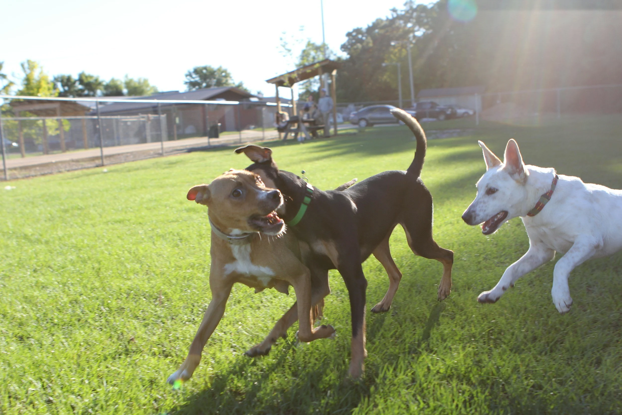 How dog parks took over the urban landscape