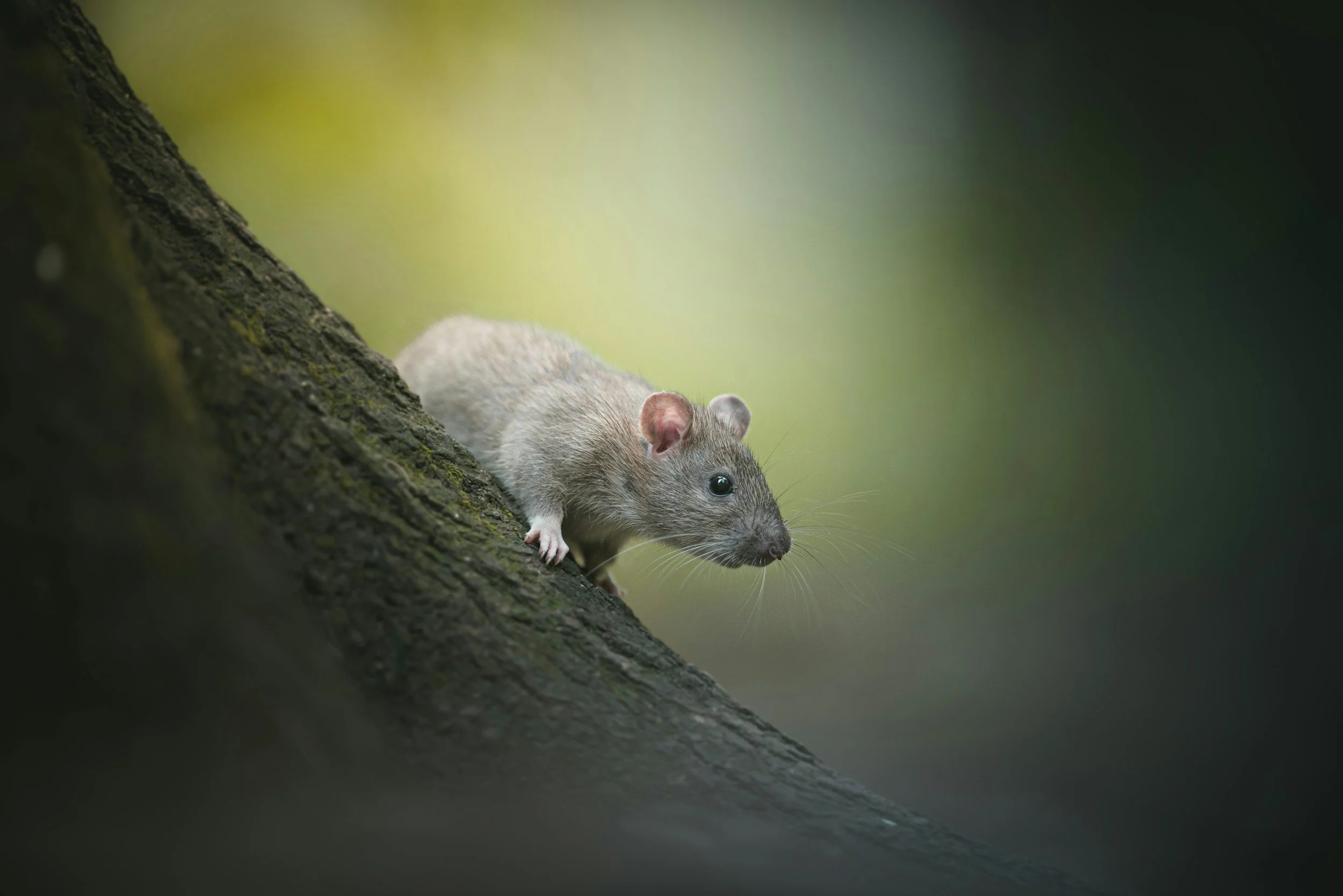 Rat lungworm, the tropical parasite that took Hawaii by surprise