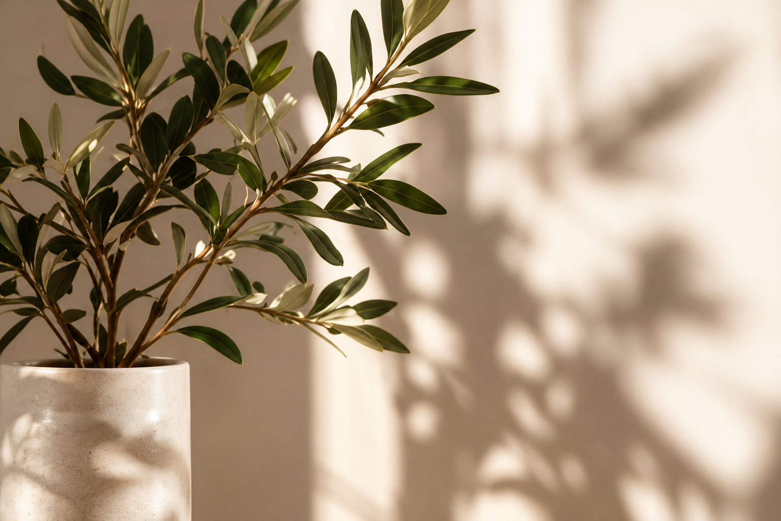 Olive tree branches in a ceramic pot casting shadows on a sunlit wall
