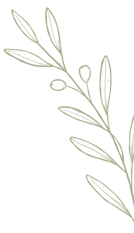 Olive branch botanical line drawing with slender leaves and two olives on a black background