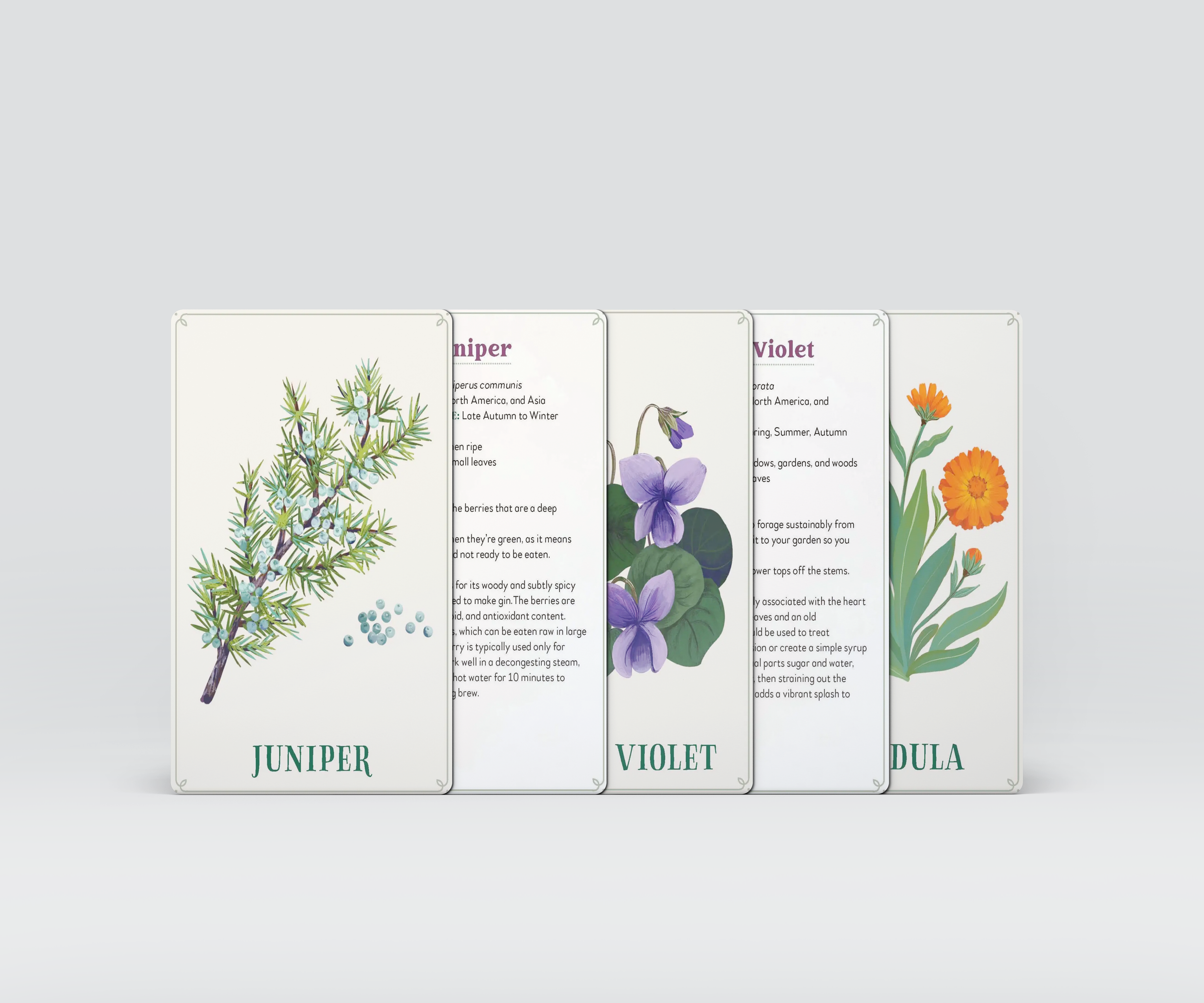 enchanted foraging tarot deck mockup.png