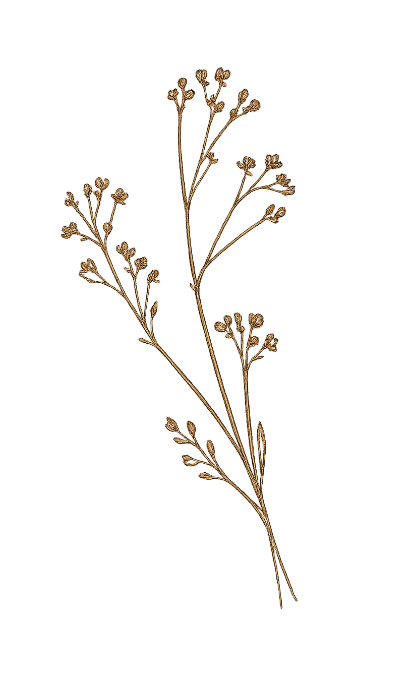 A dried botanical plant with multiple small seed pods on slender, branching stems isolated on a black background.
