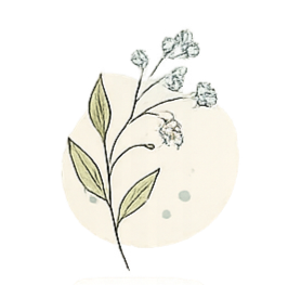 A delicate illustration of a flower with white blossoms and green leaves on a light background.