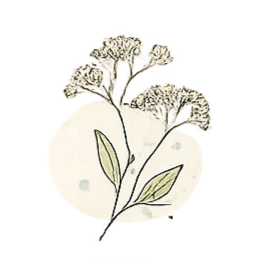 A sketch of a closed flower bud with some leaves behind it.