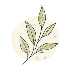 Hand-drawn illustration of a plant with multiple leaves, set against a light circular background.