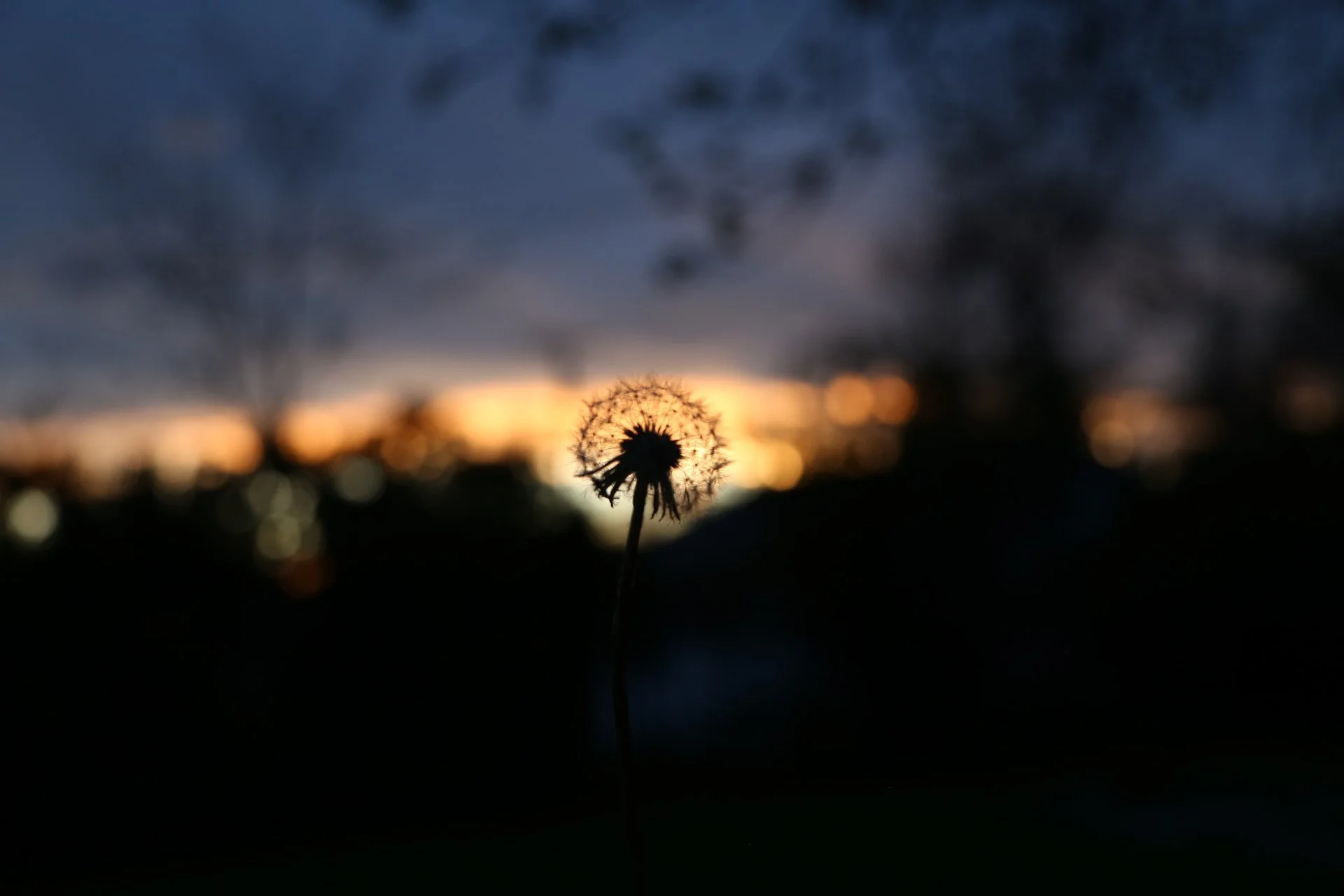 A silhouetted dandelion seed head in the foreground with a blurred sunset and darkened trees in the background.