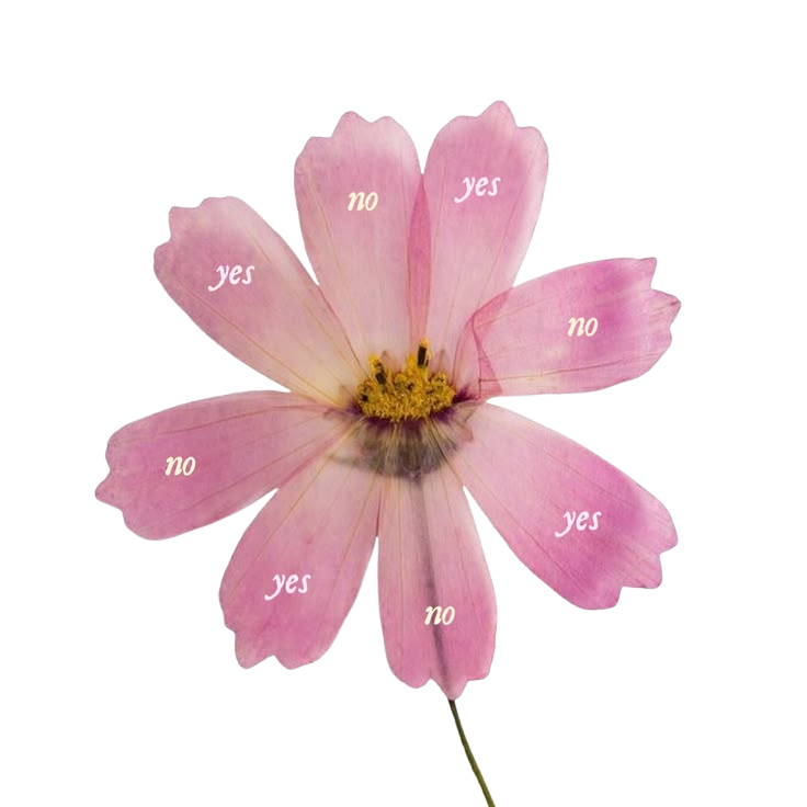 A pink flower with petals labeled 'yes' and 'no' in white text.