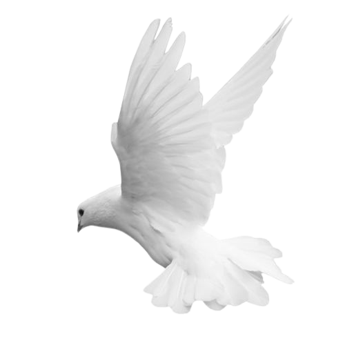 White dove in flight with wings spread.