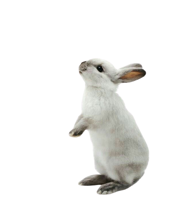 A digital collage of a rabbit's body with a rabbit's head and an ear replaced by a bird's head and ear, against a black background.