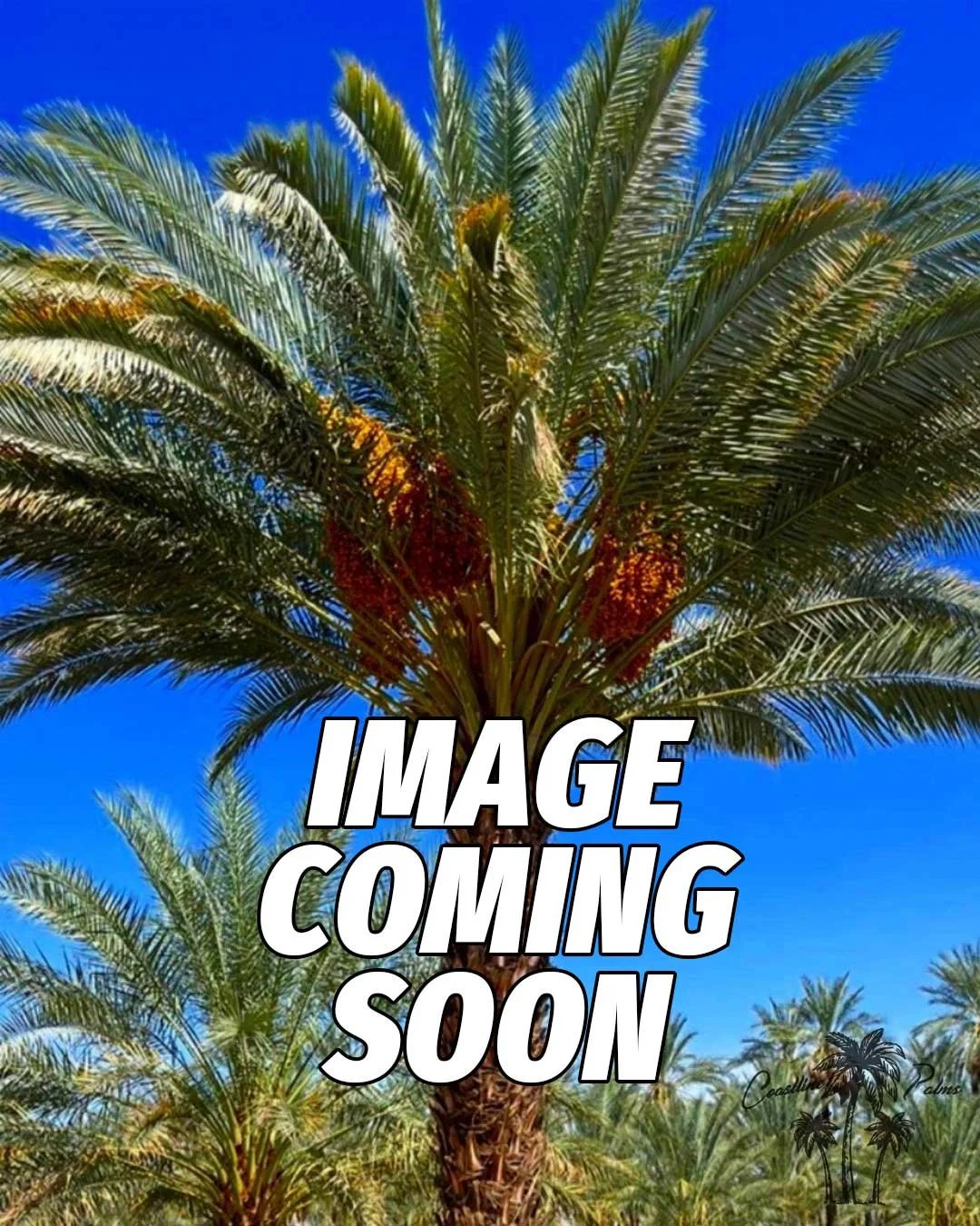 Coastline Palms Date Palm in a box