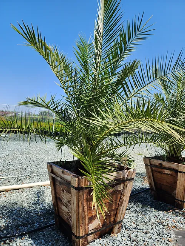 Coastline Palm Trees, Canary Island Palm / Pineapple Palm in a Box