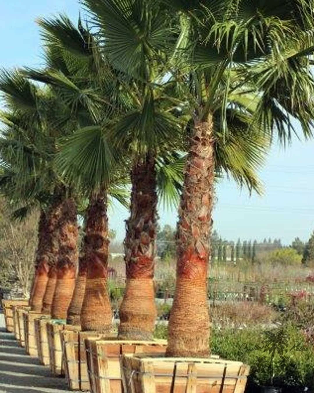 Coastline Palm Trees, Hollywood Fan Palm in a box