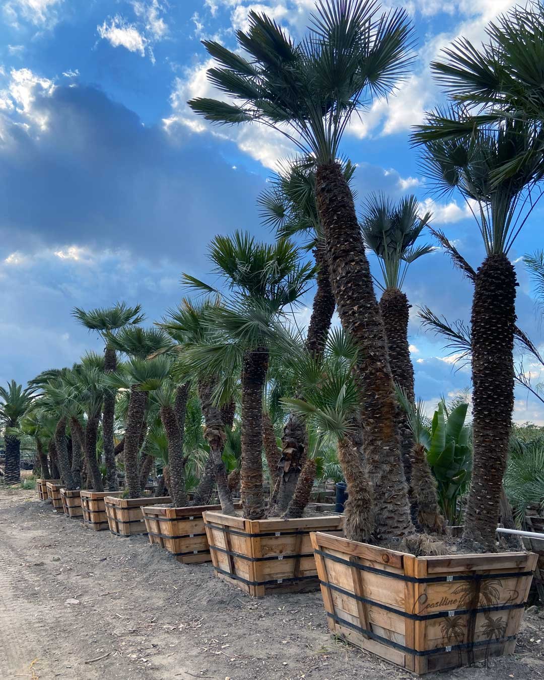 Mediterranean fan palms in wooden nursery boxes beside a dirt path.