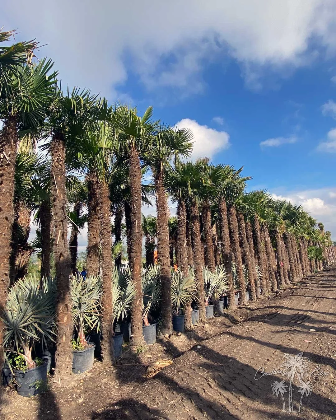 Coastline Palm Trees, Windmill Fan Palm (Trachycarpus fortunei) yard in California