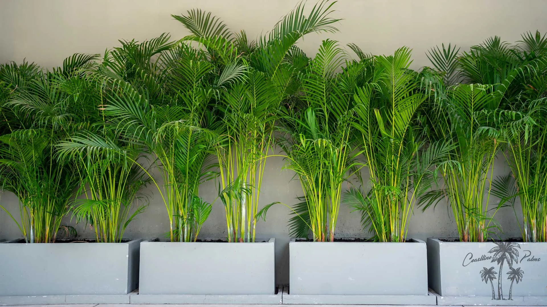 Areca palms in white planters against a light-colored wall.
