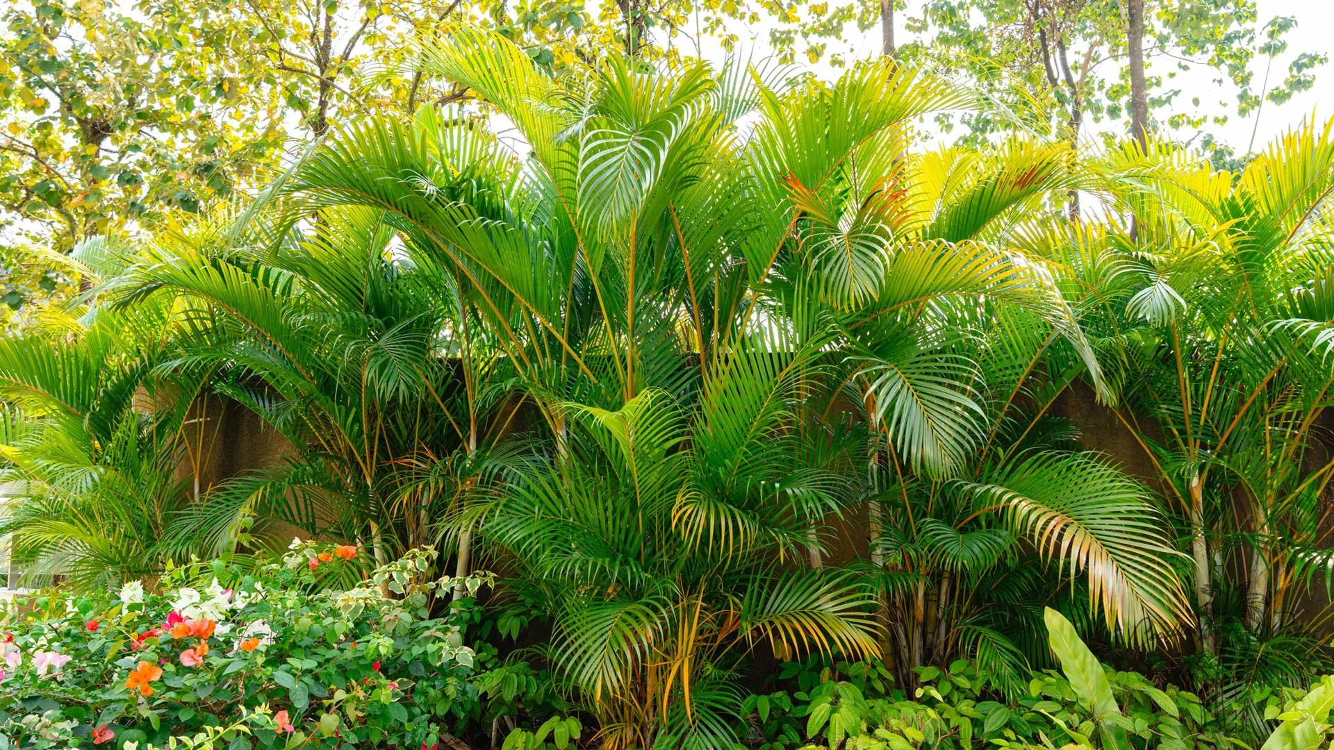 The Areca palm creates a lush, tropical hedge, offering privacy, shade, and a soothing island-like ambiance. Its feathery fronds enhance outdoor spaces while also purifying air, making it a versatile choice for both beauty and function in any setting