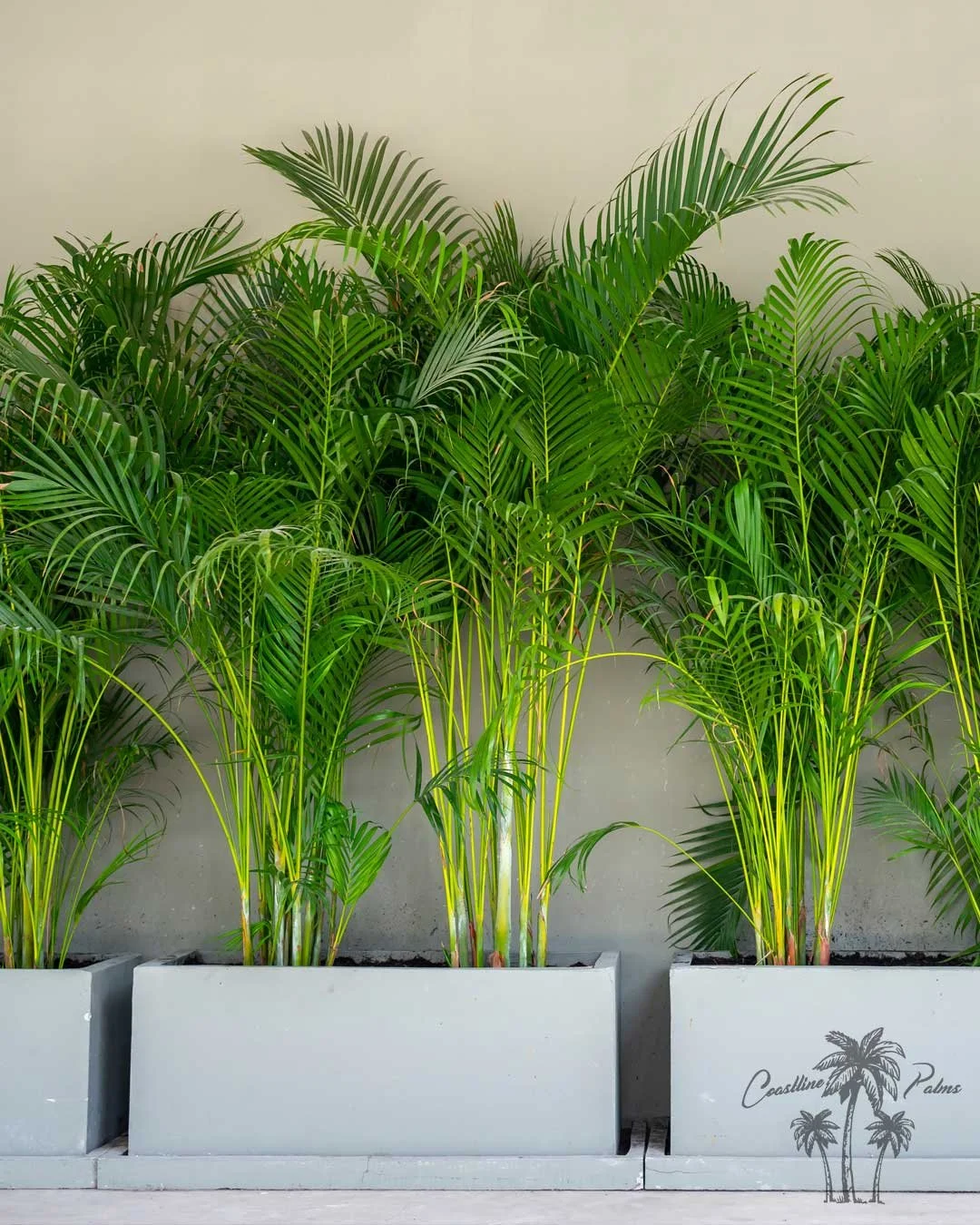 The Areca palm creates a lush, tropical hedge, offering privacy, shade, and a soothing island-like ambiance. Its feathery fronds enhance outdoor spaces while also purifying air, making it a versatile choice for both beauty and function in any setting