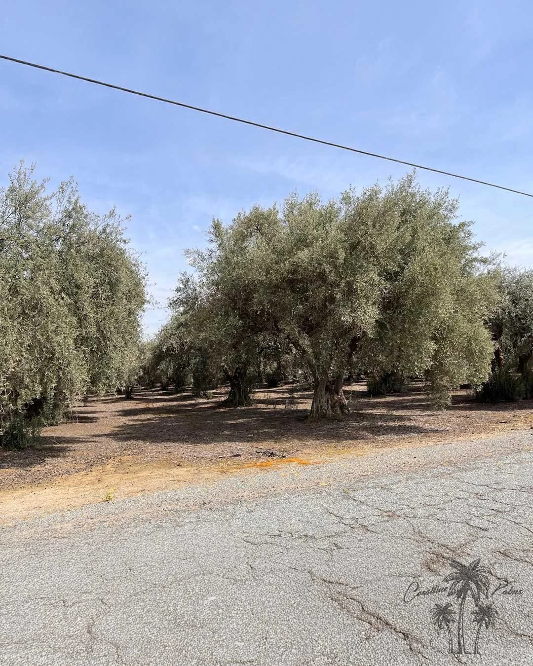 Manzanilla Olive,  Coastline Palms Trees, California Farm
