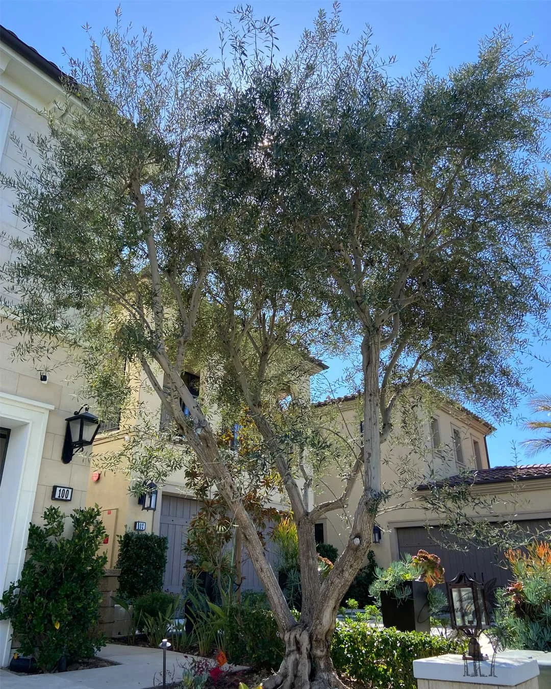 Manzanilla Olive,  Coastline Palms Trees, professional Installation complete  