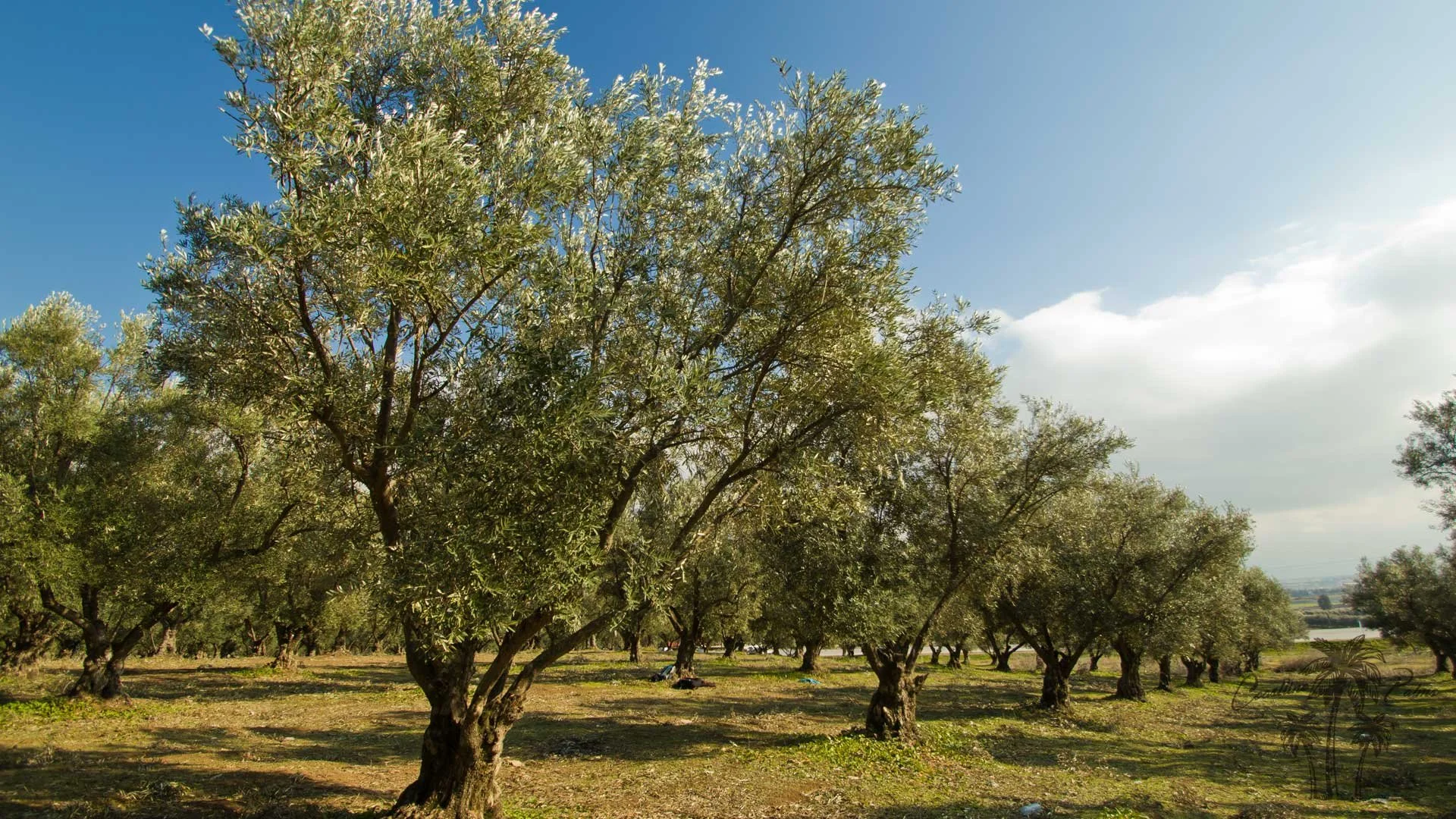 Manzanilla Olive,  from Coastline Palms Trees, Your New Trees Await You.